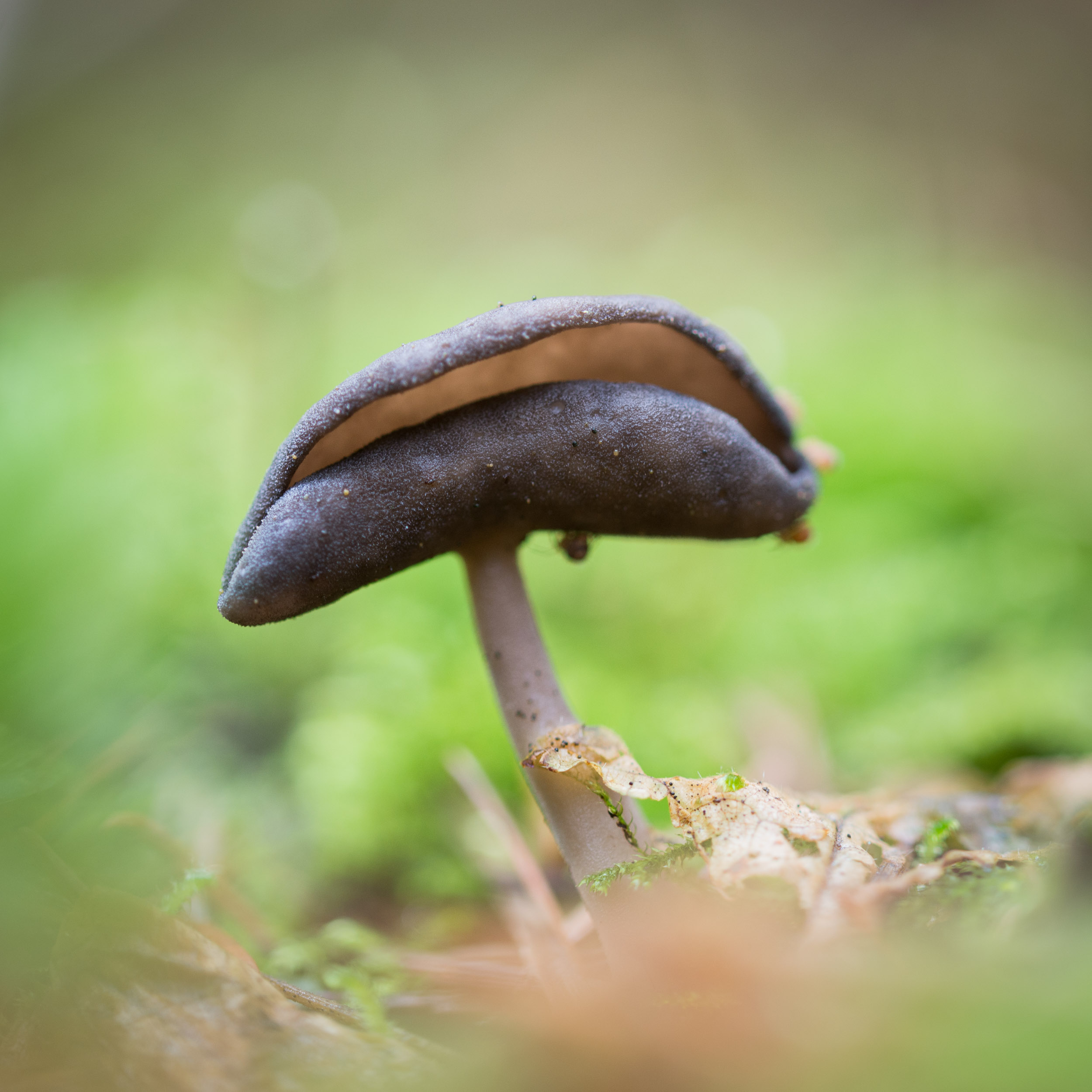 Fungi-6.jpg