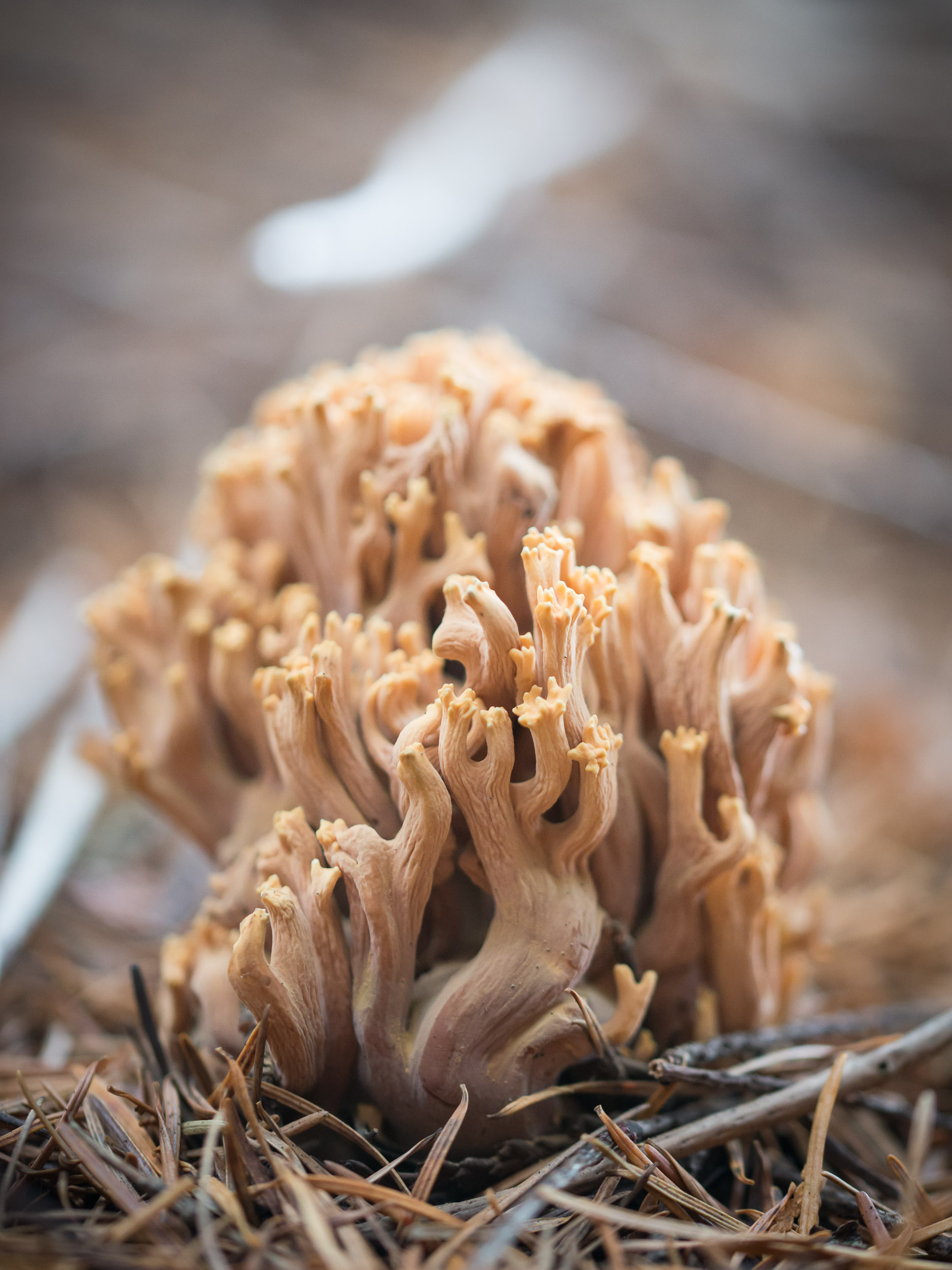 Fungi-8.jpg