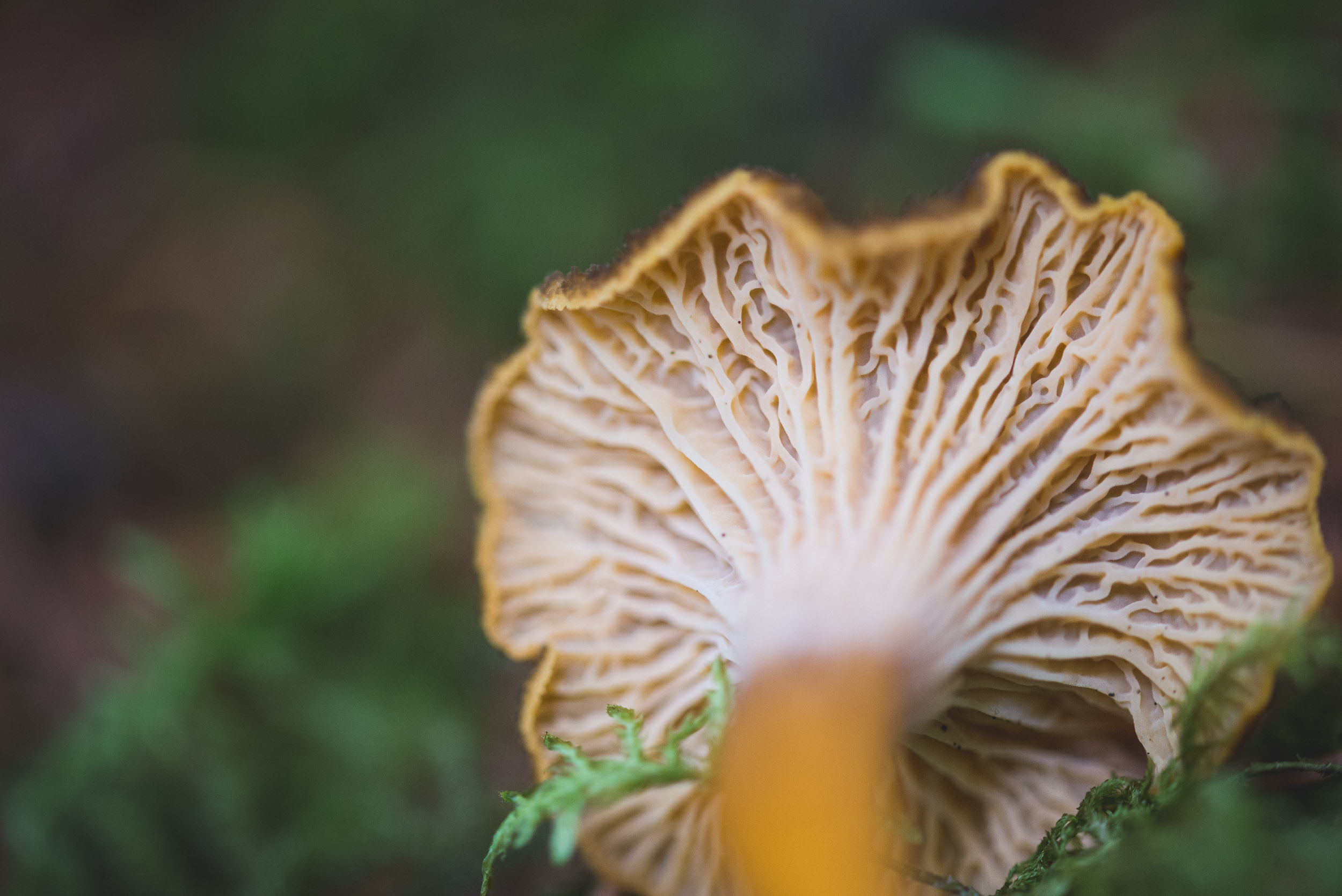 Fungi-9.jpg