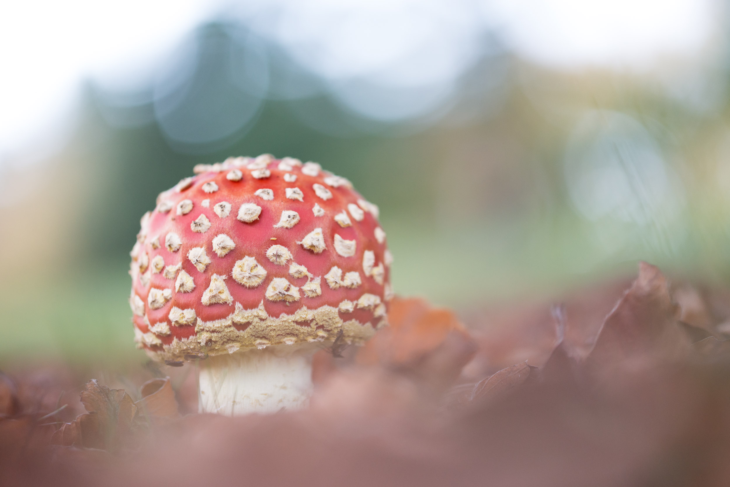 Fungi-10.jpg