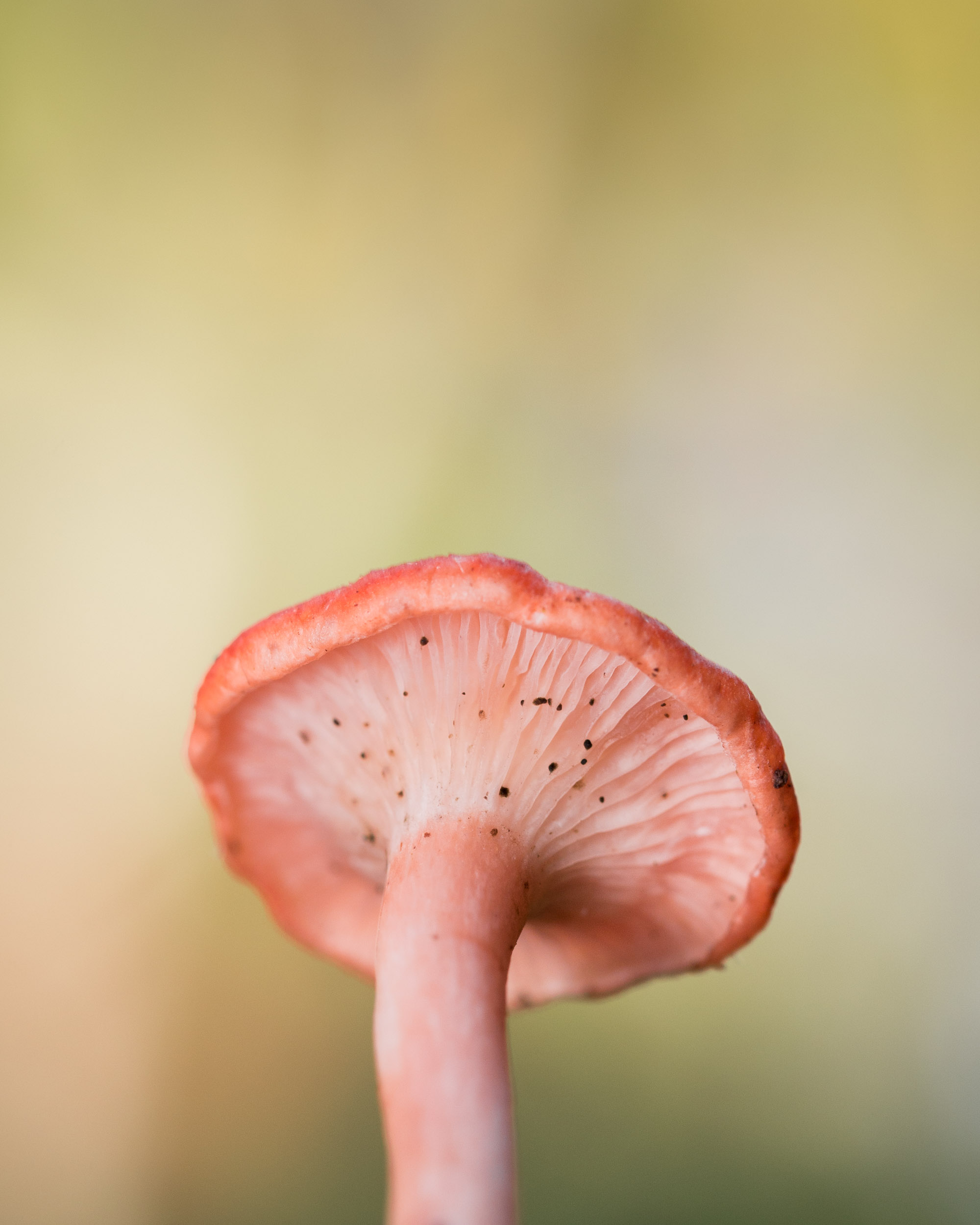 Fungi-12.jpg