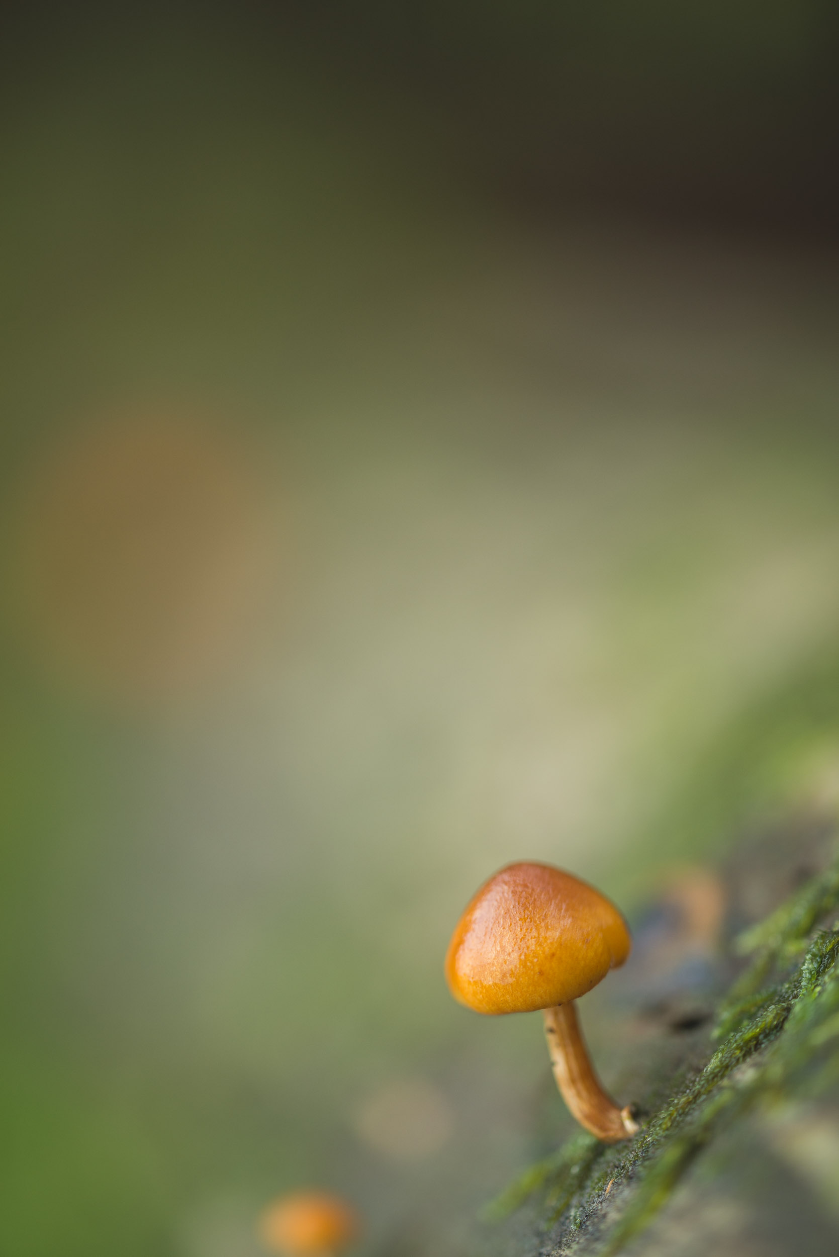 Fungi-22.jpg