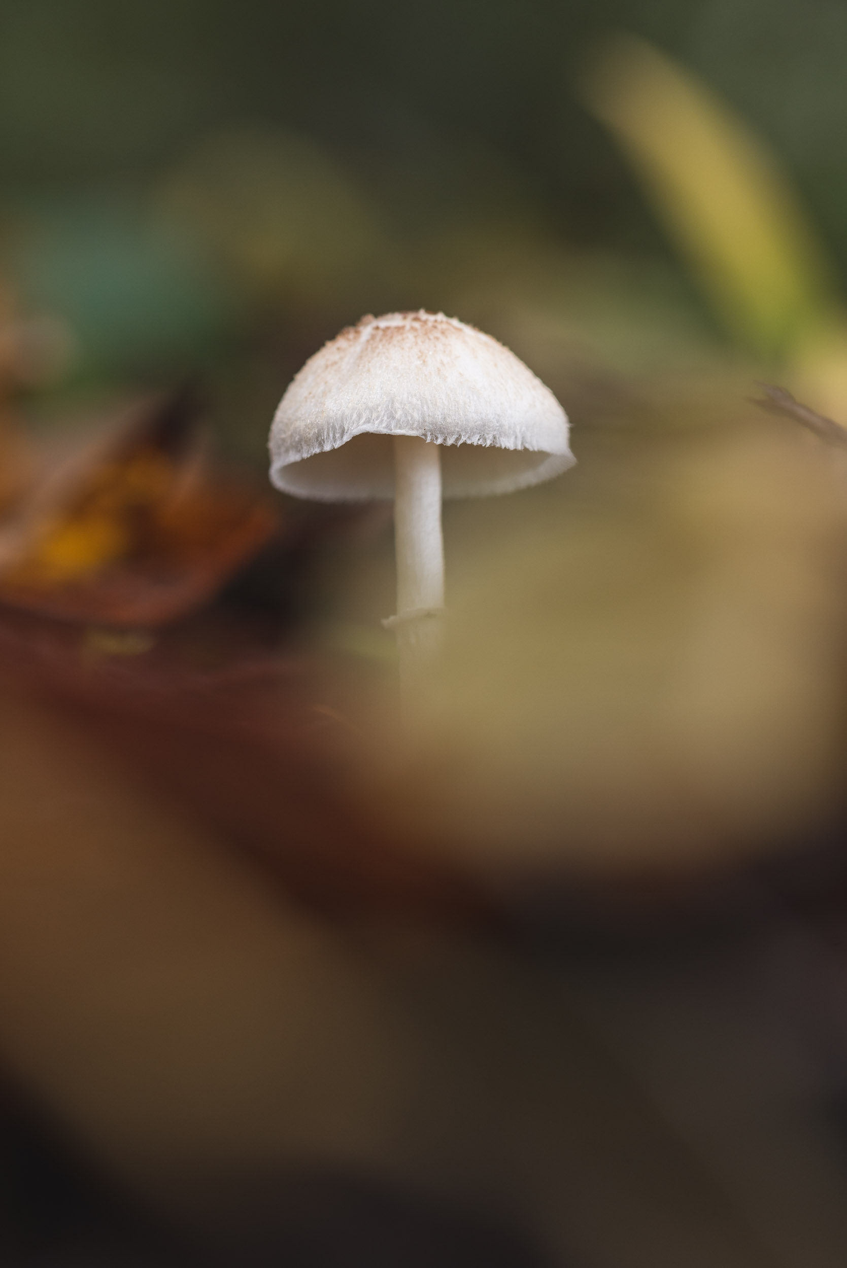 Fungi-25.jpg