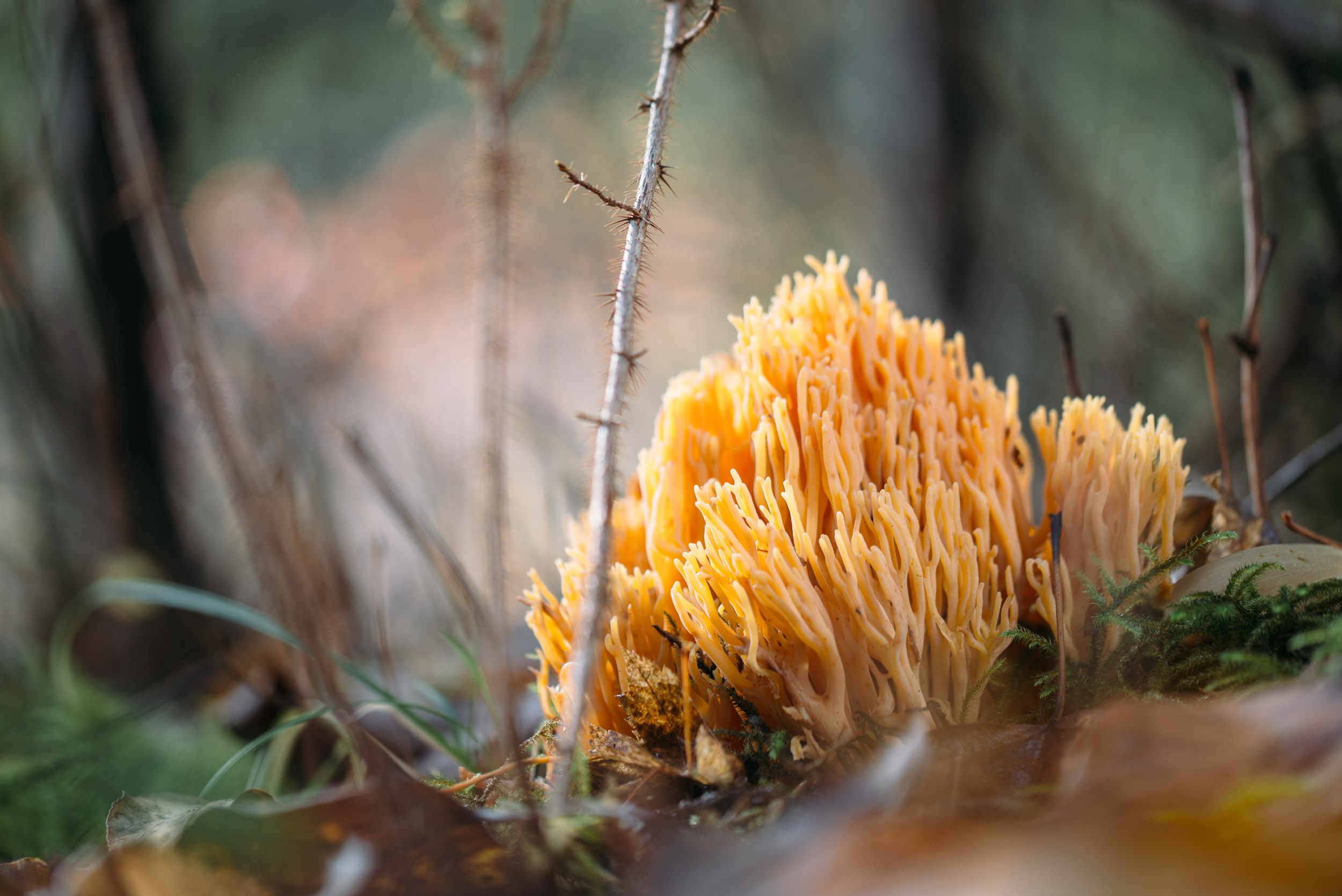 Fungi-28.jpg