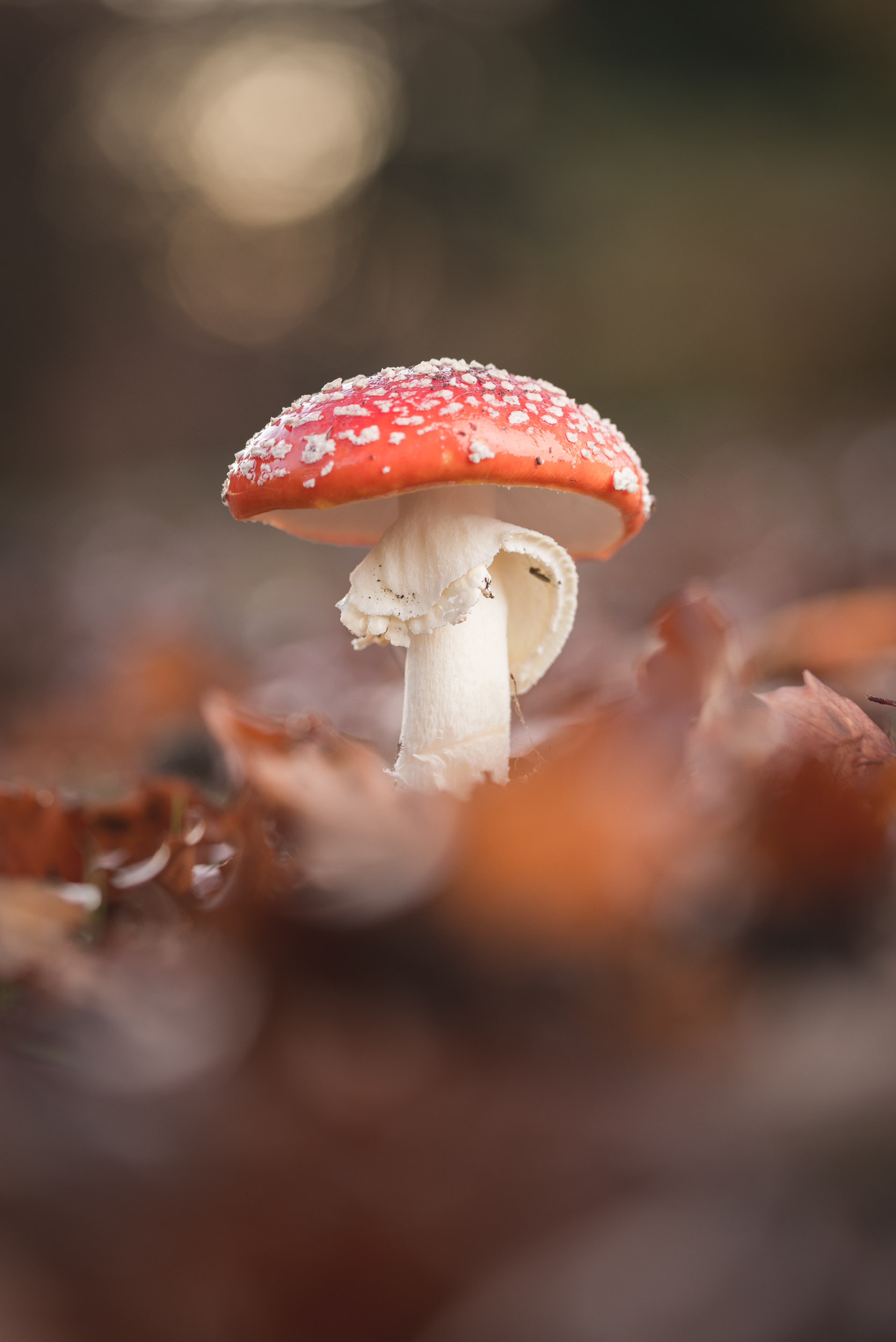 Fungi-32.jpg