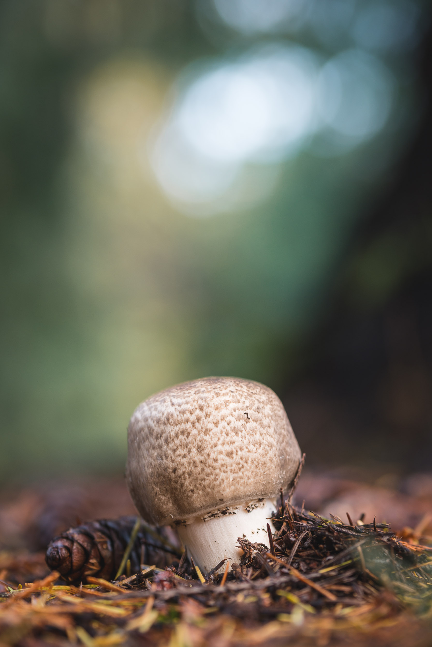 Fungi-34.jpg
