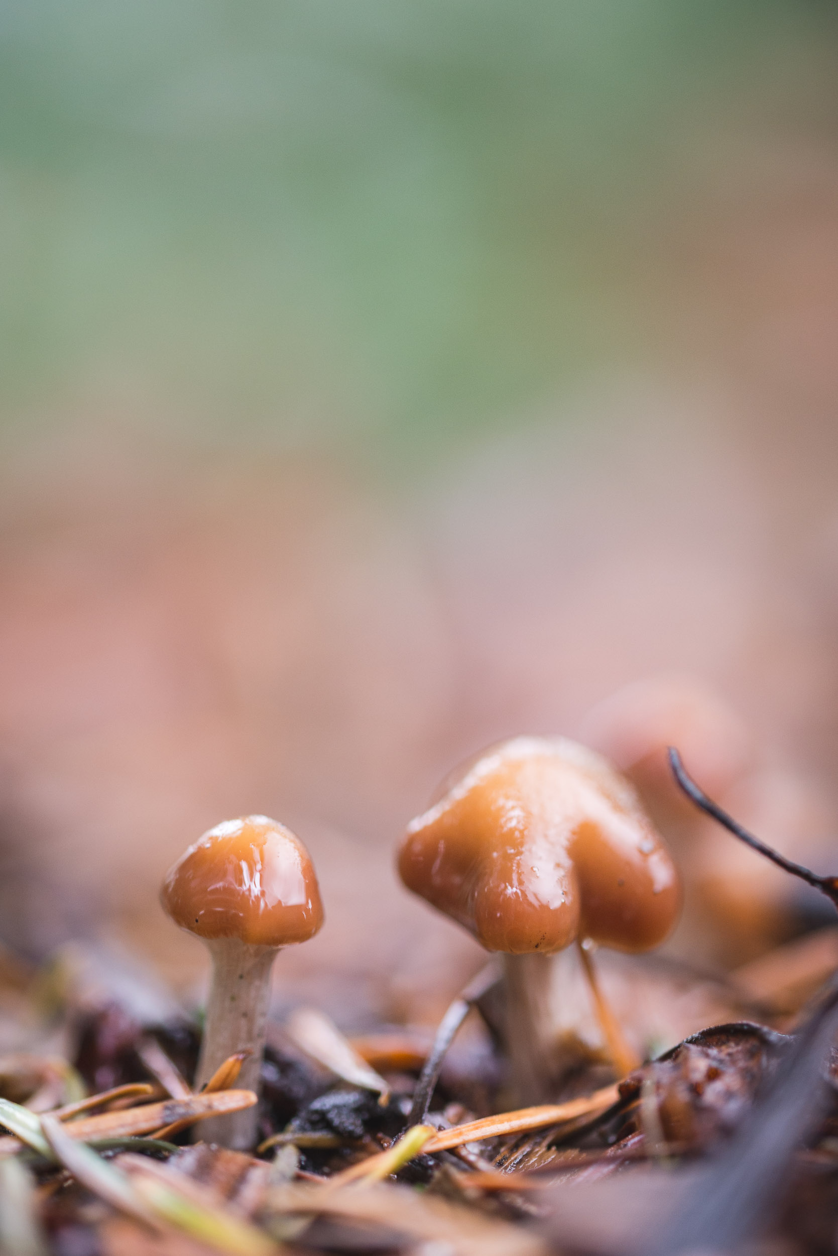 Fungi-37.jpg