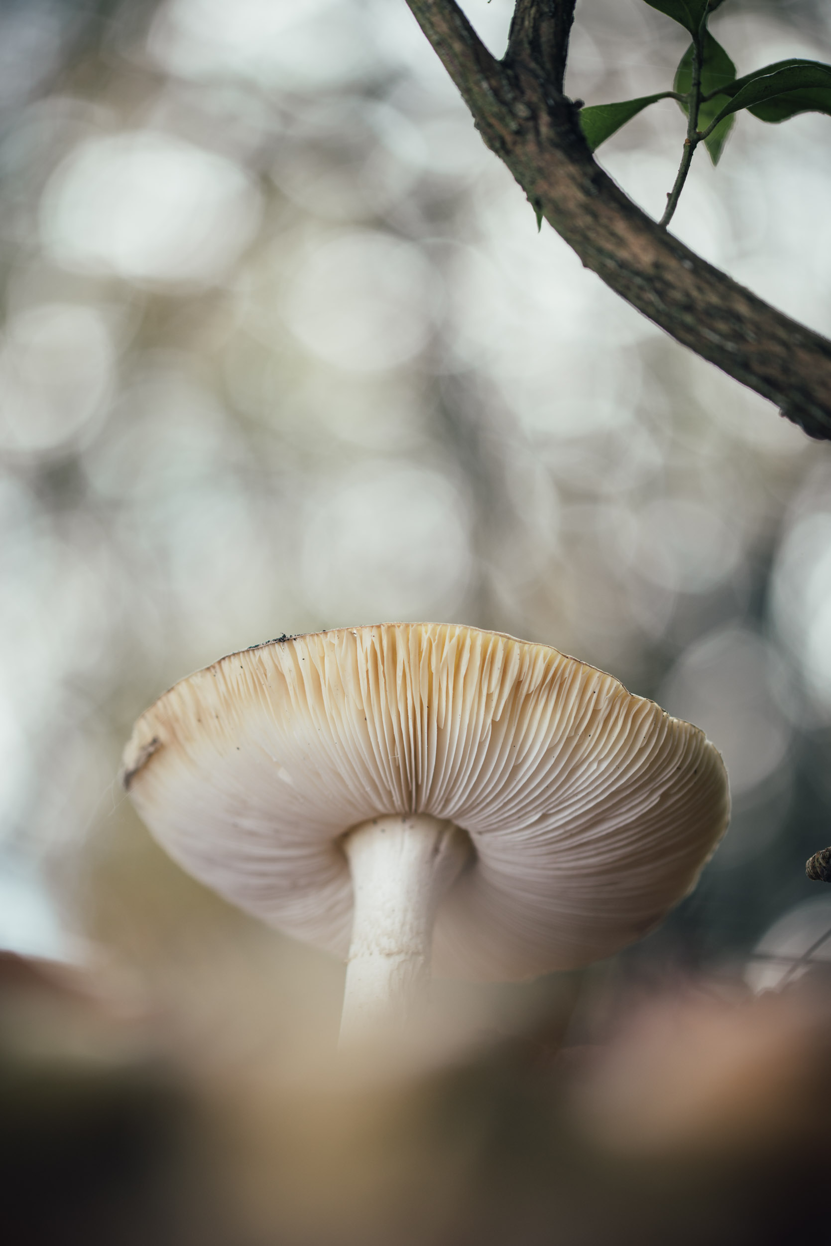 Fungi-39.jpg