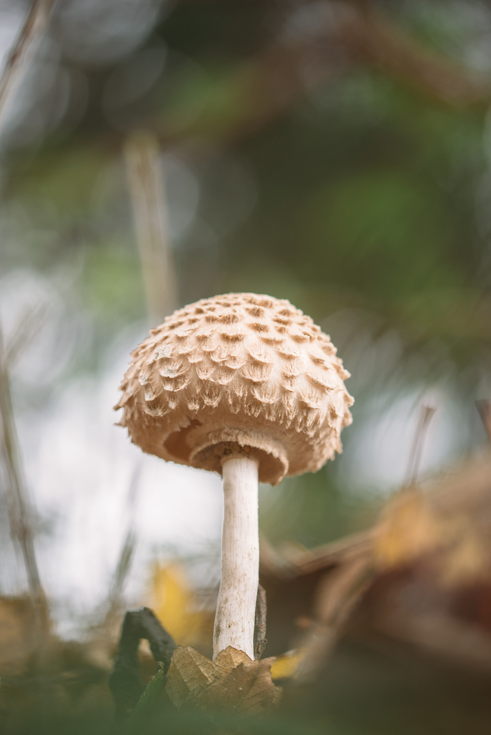 Fungi-41.jpg