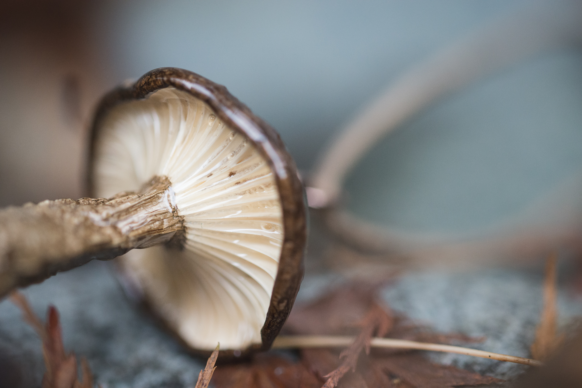 Lactarius pseudomucidus