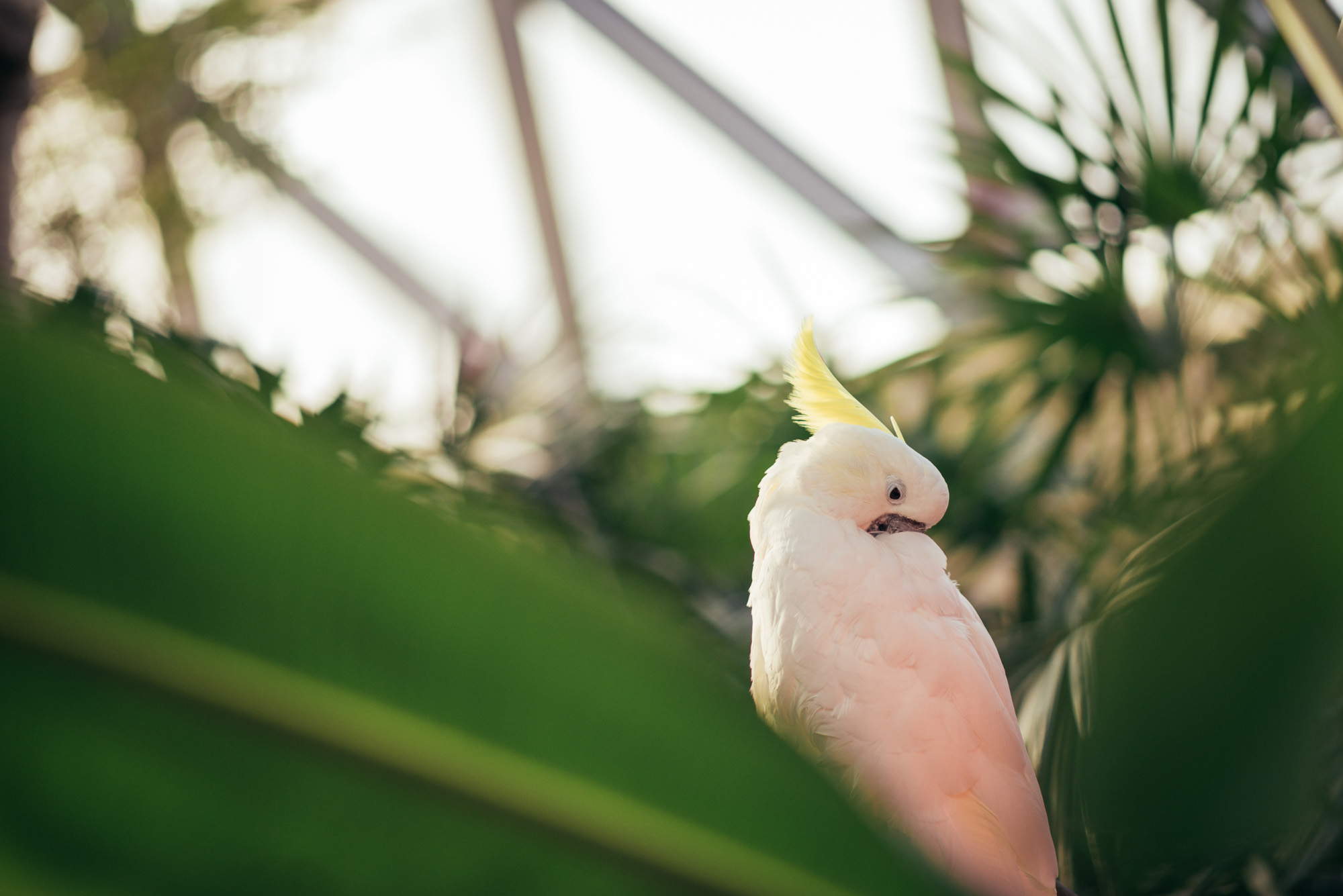 Bloedel-15.jpg