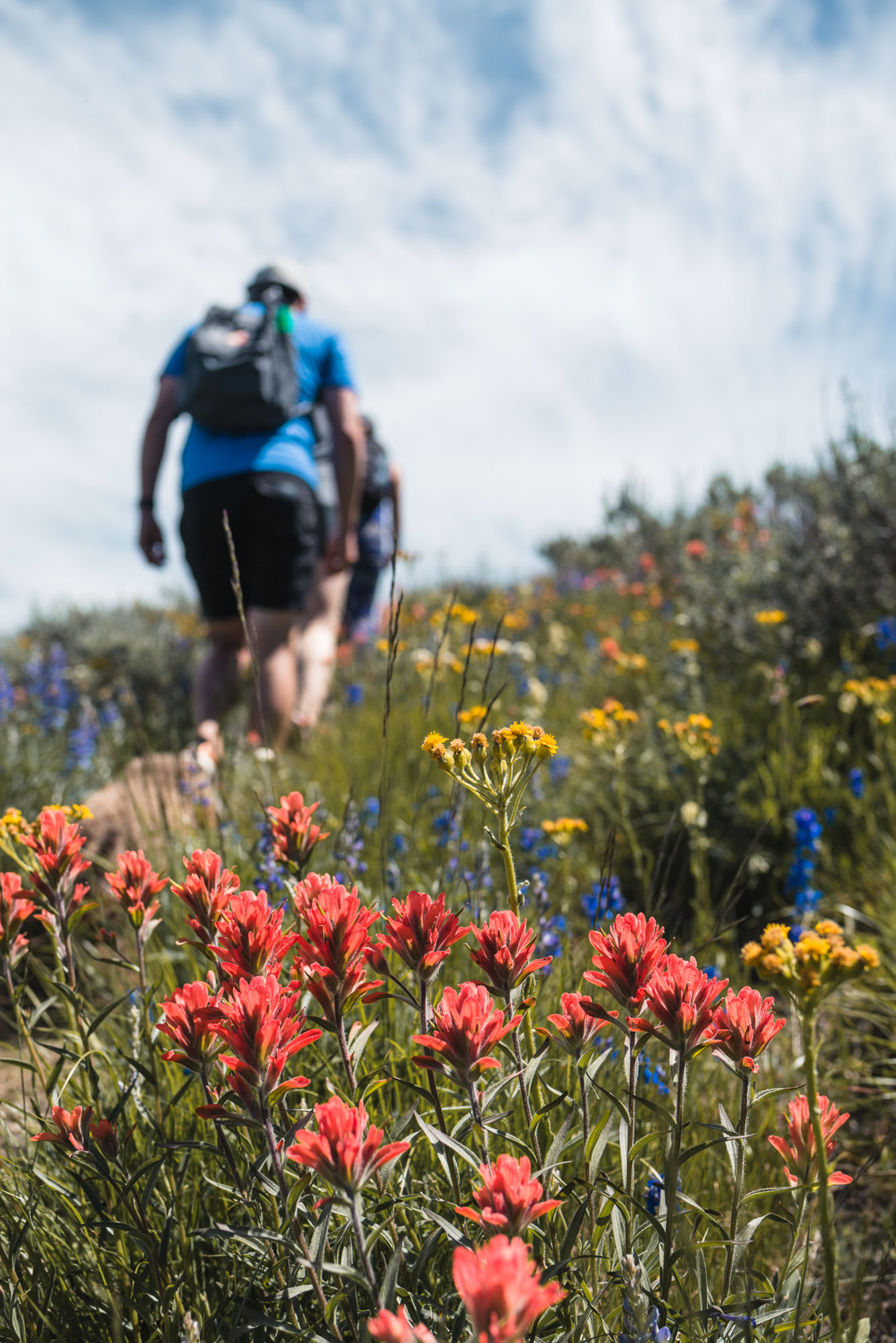 Mount Kobau hiking wildflowers