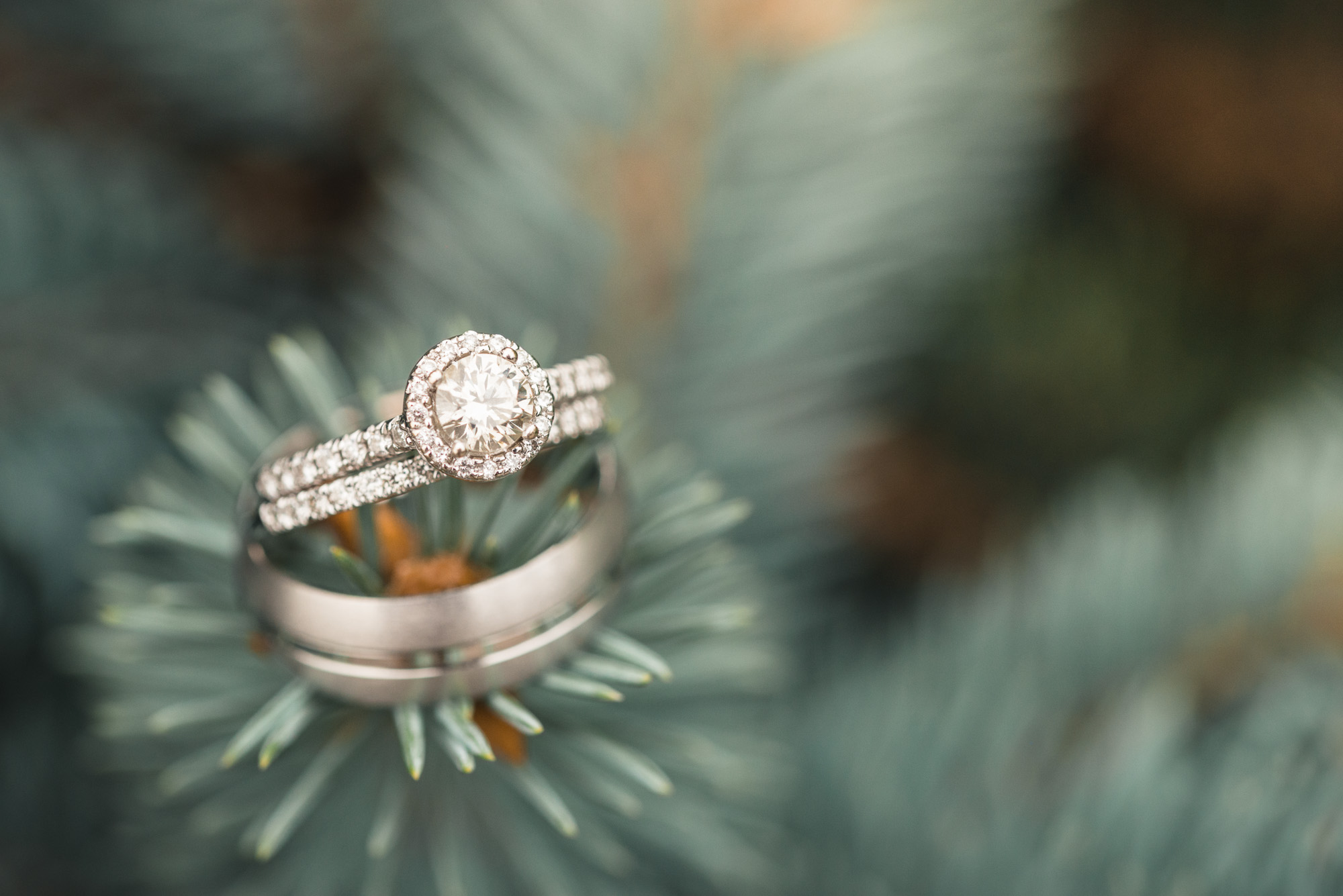White gold ring details on blue spruce