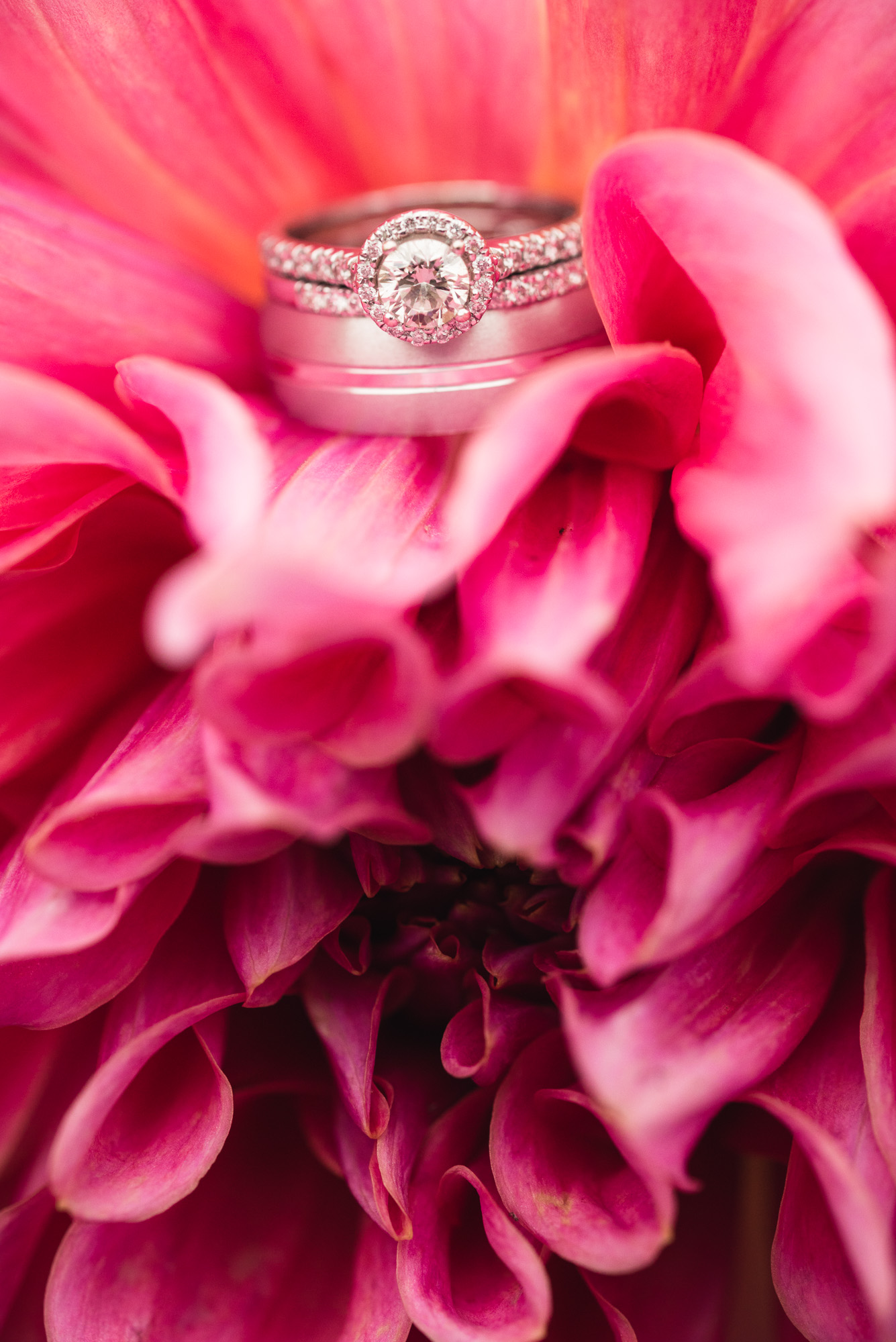 White gold ring details on pink flower