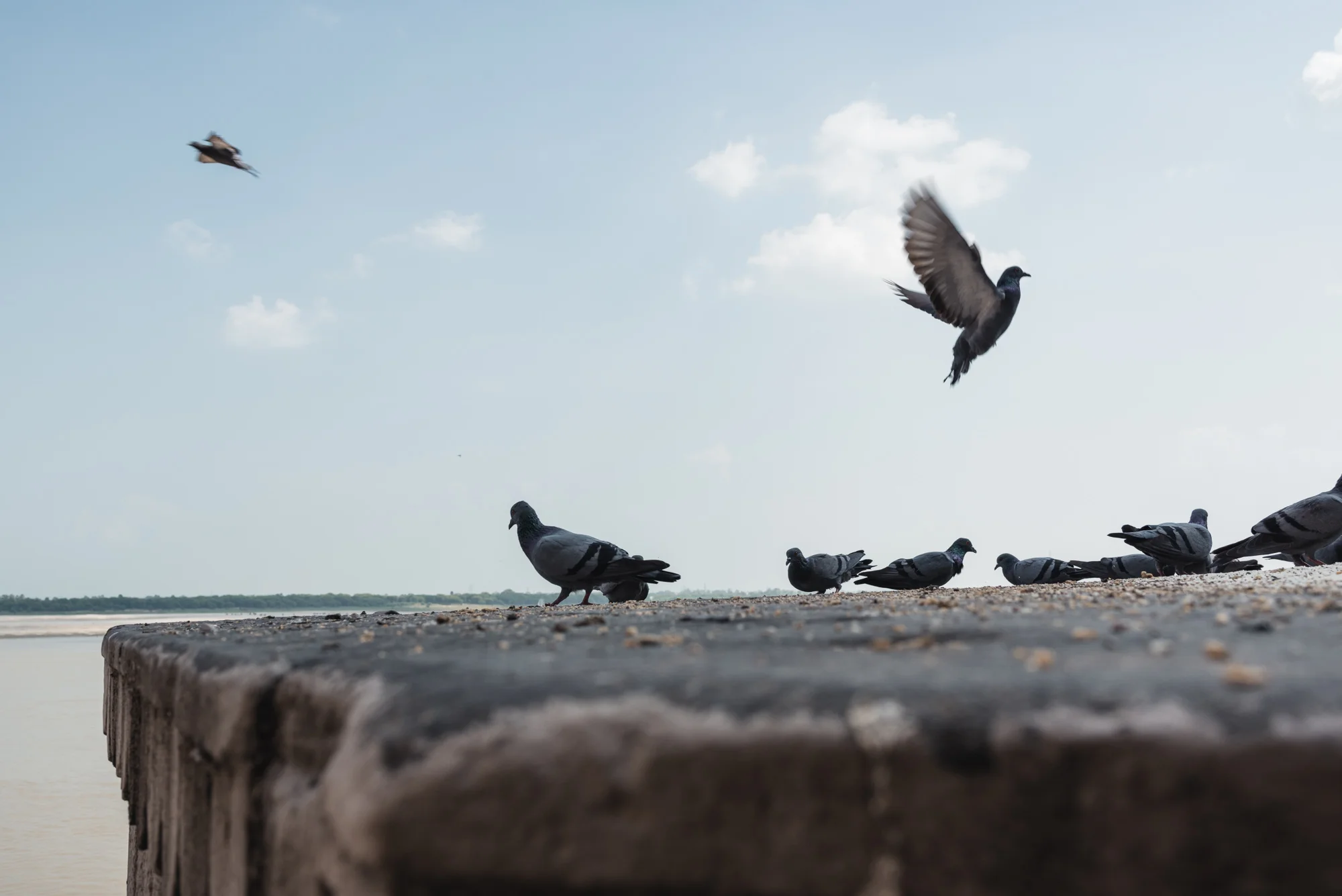 Pigeons at Munshi Ghat, Varanasi