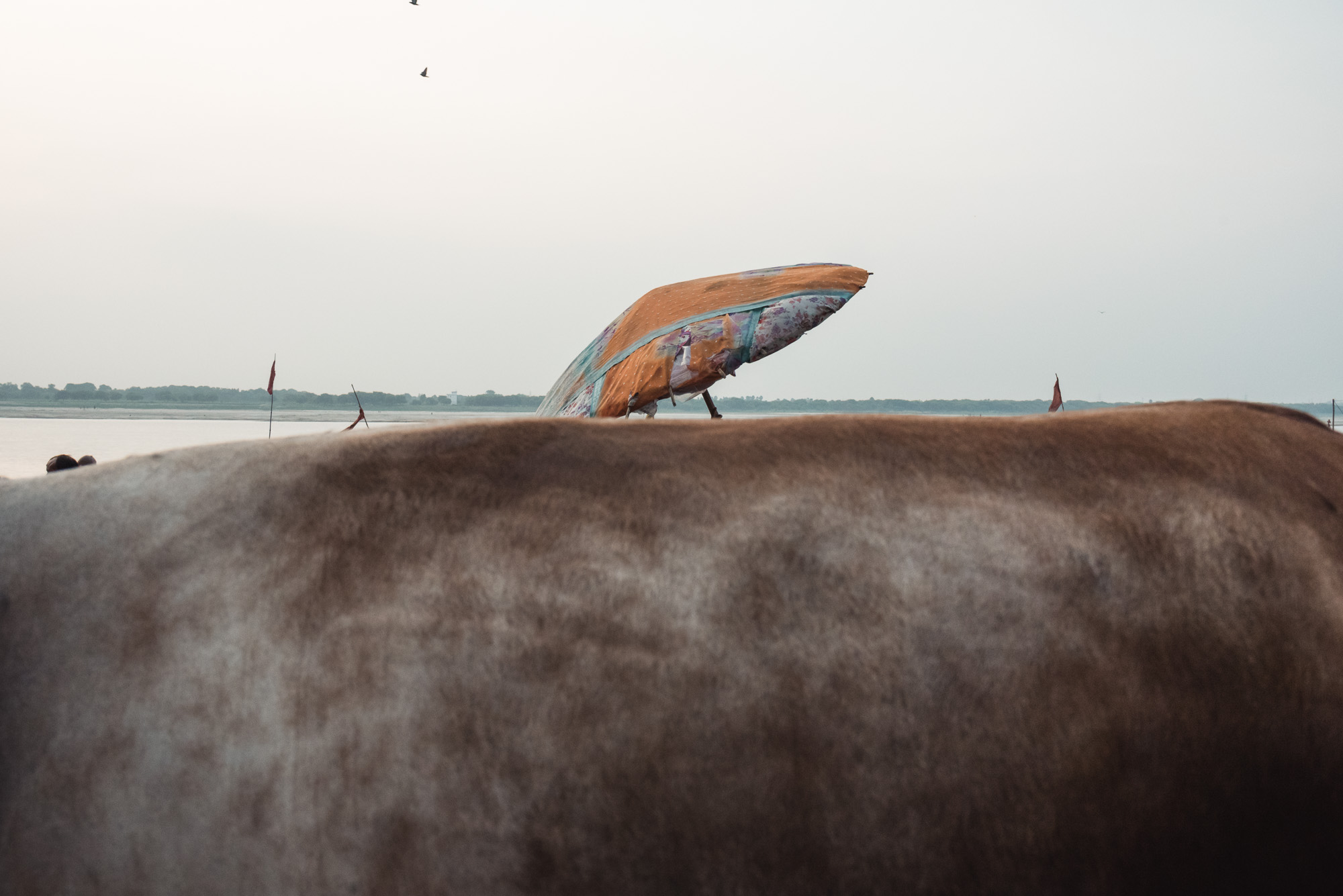 Cow's back and umbrella in Varanasi