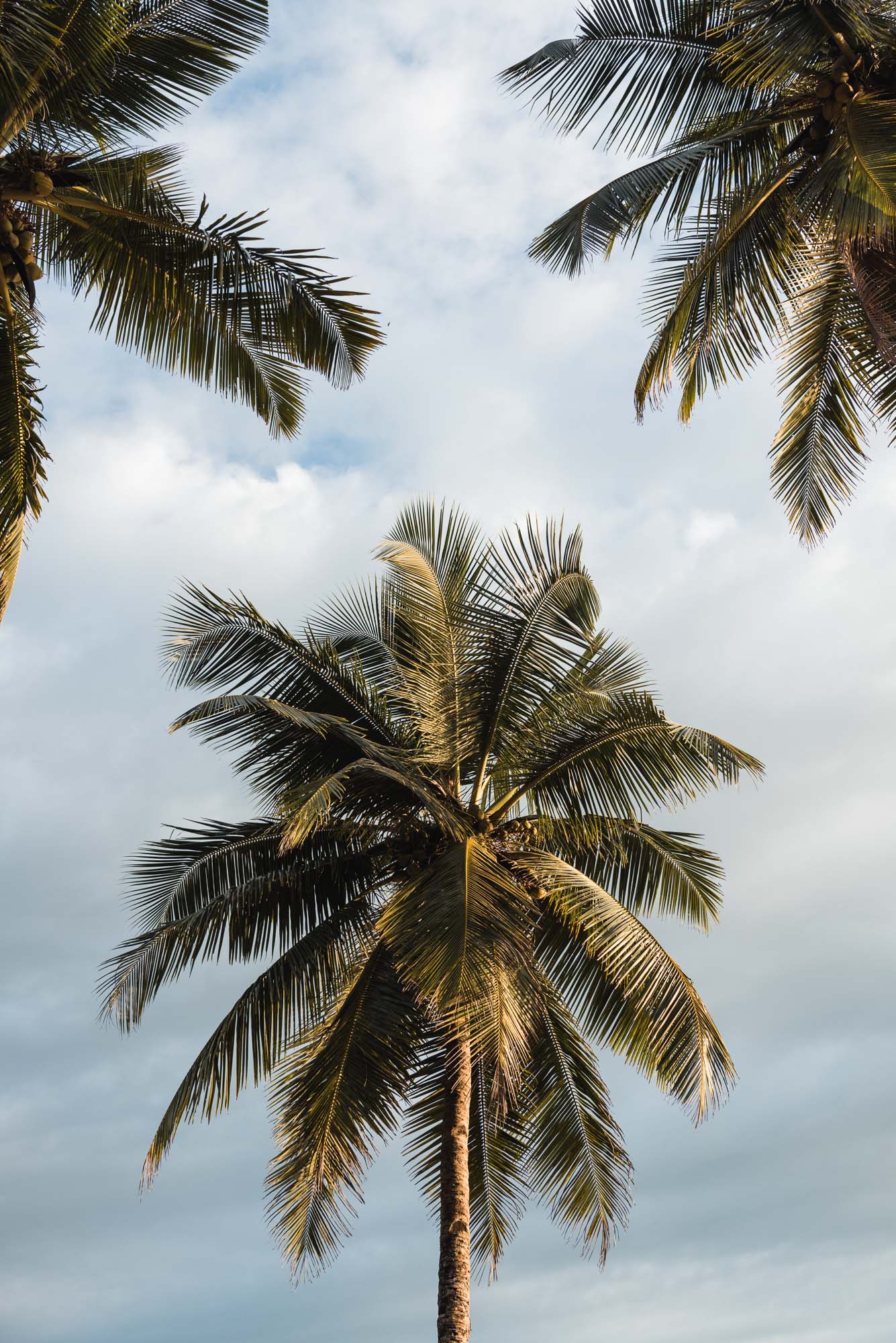Palm tree at Palolem Beach, Goa