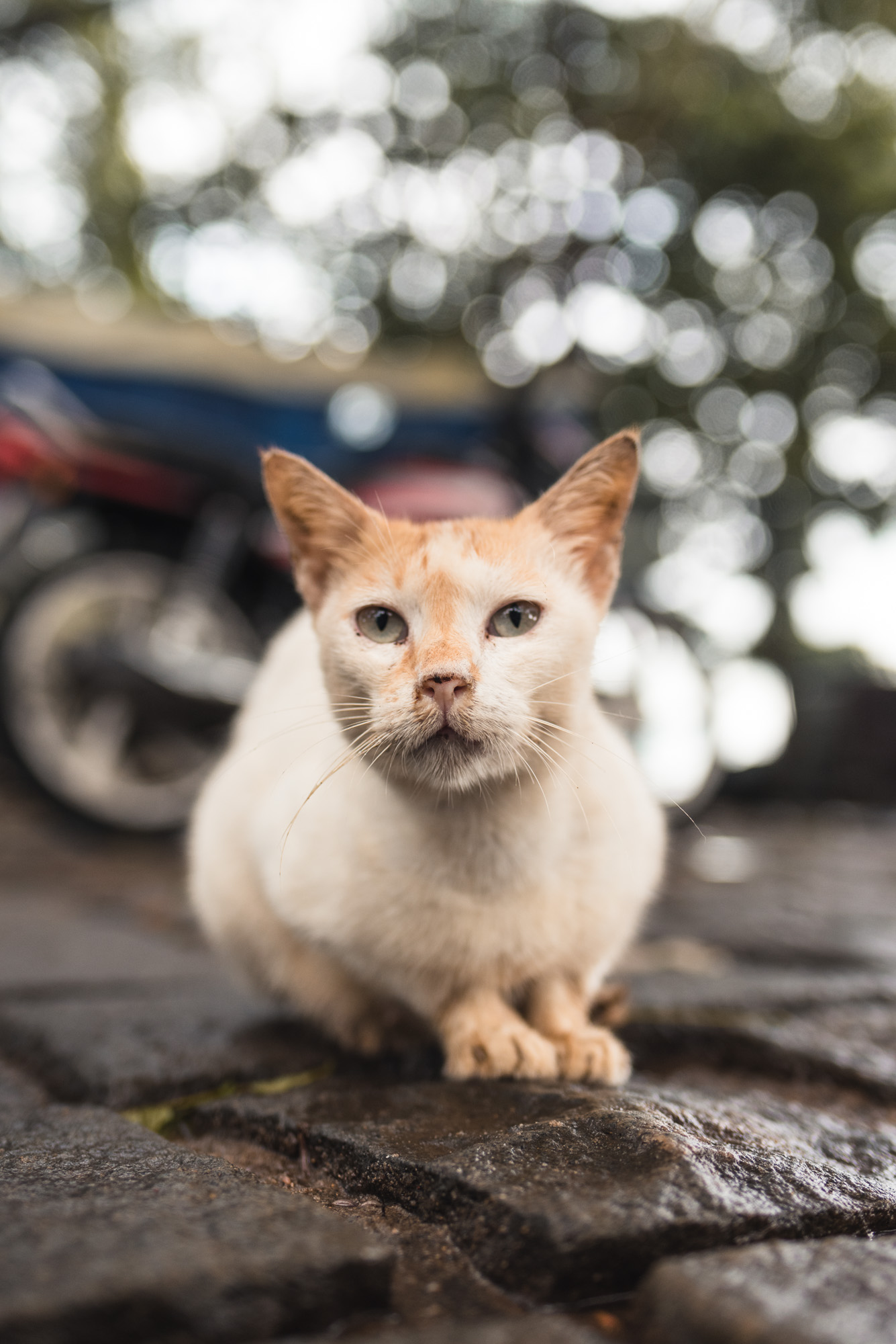 Street cat in Fort Kochi