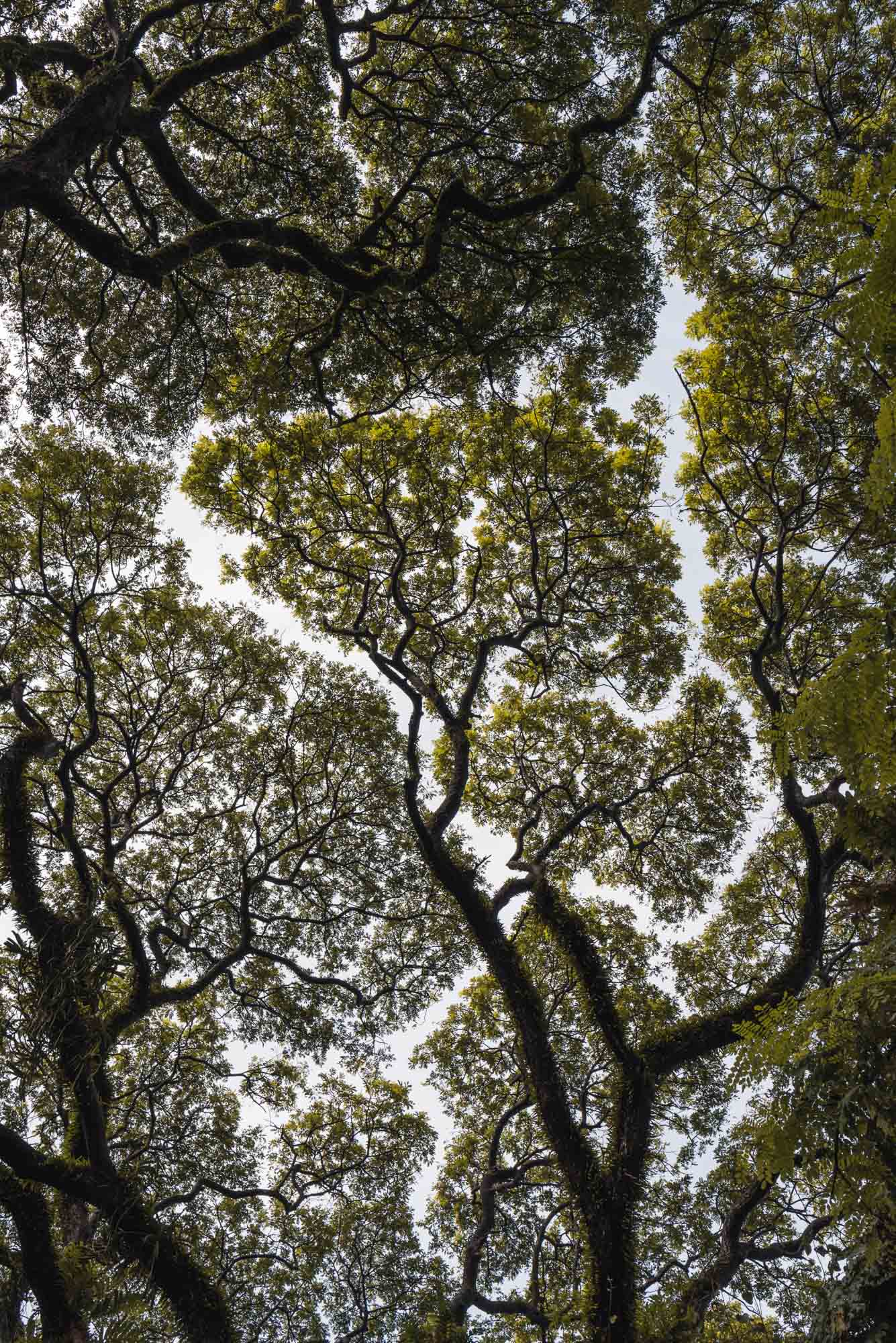 Tree canopy in Fort Kochi