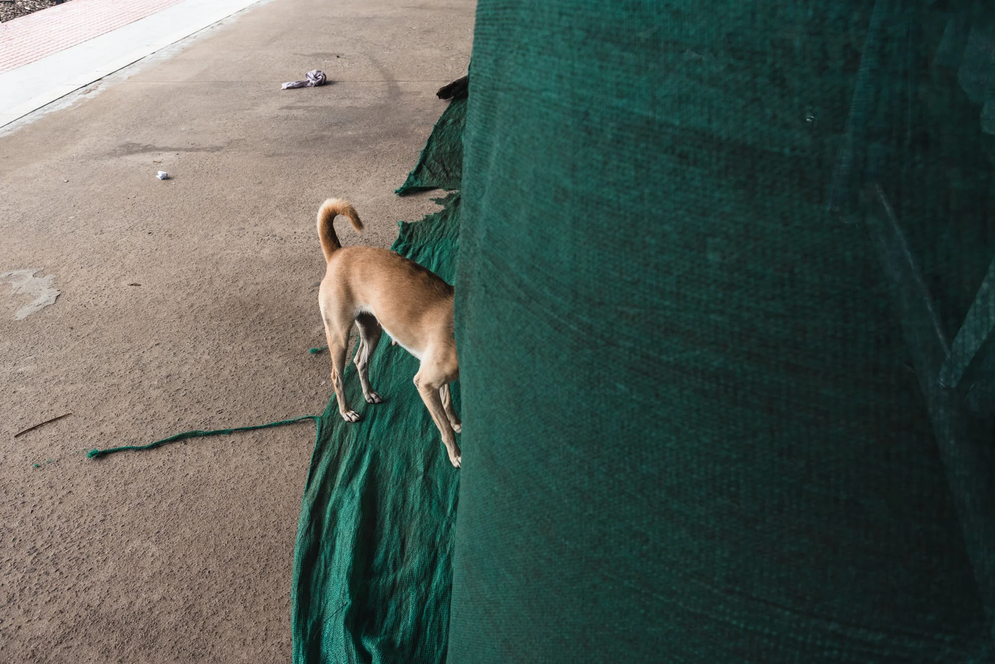 Street dog at Alleppey railway station