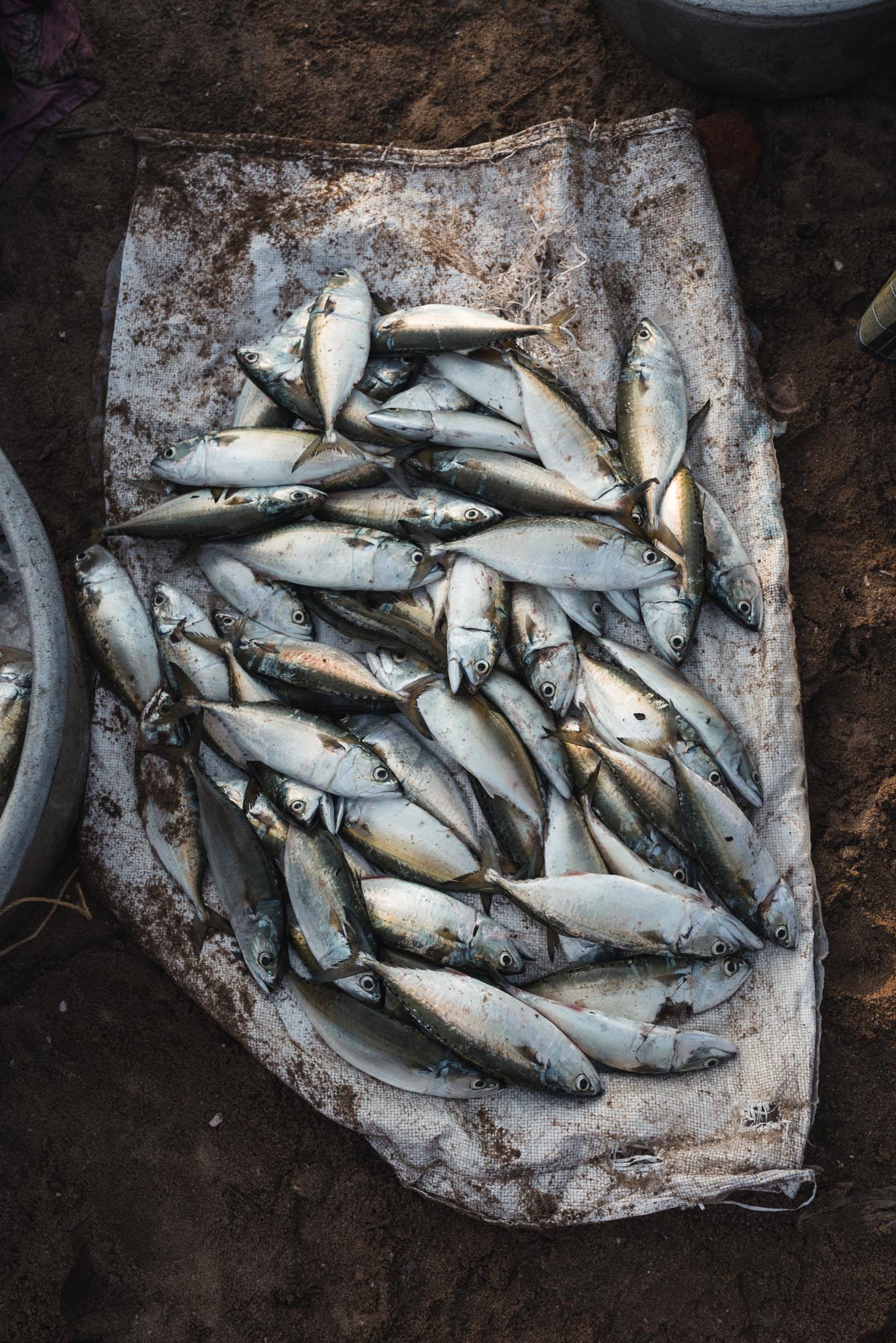 Fish for sale at Christian Fishing Village, Varkala