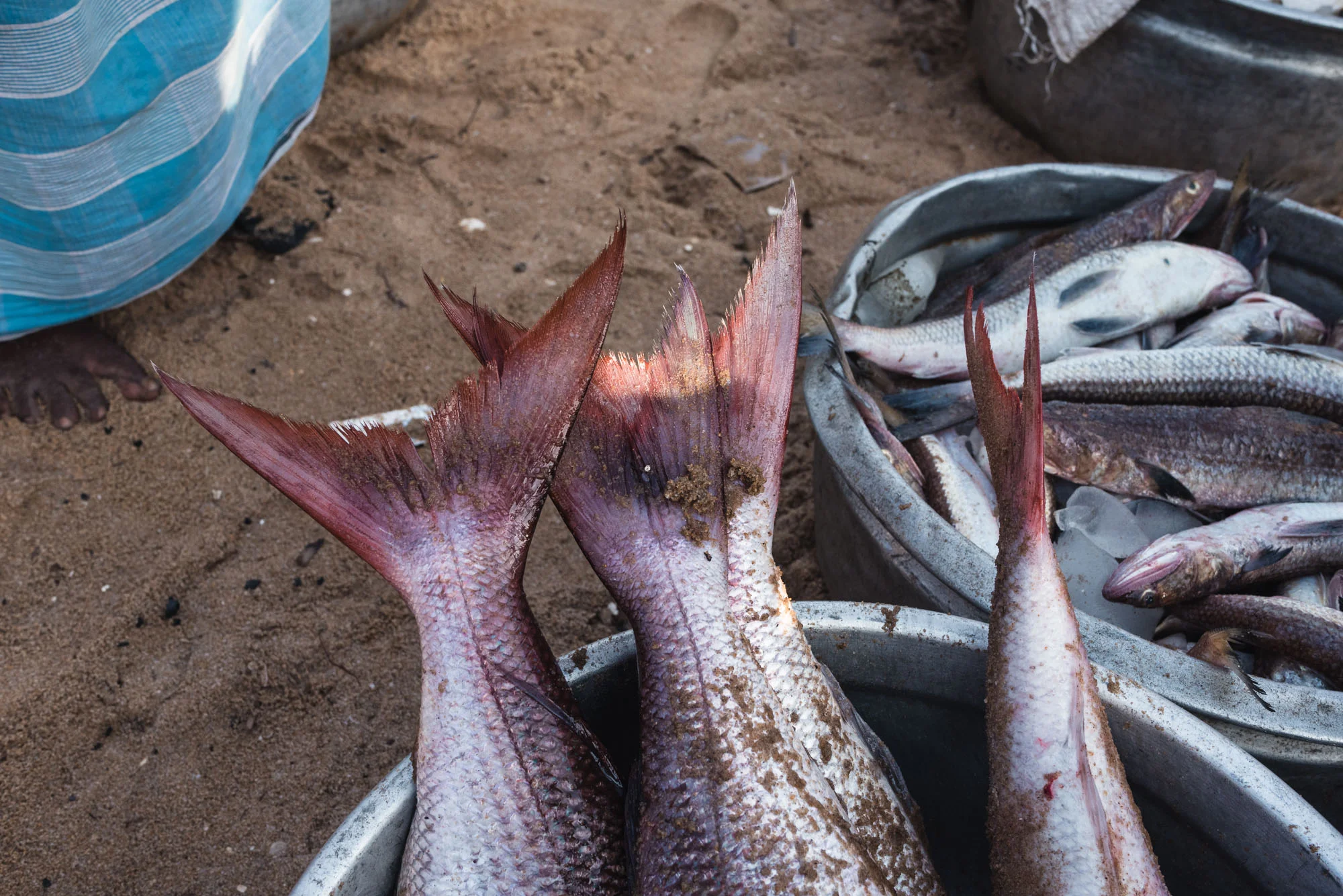 Fish for sale at Christian Fishing Village, Varkala