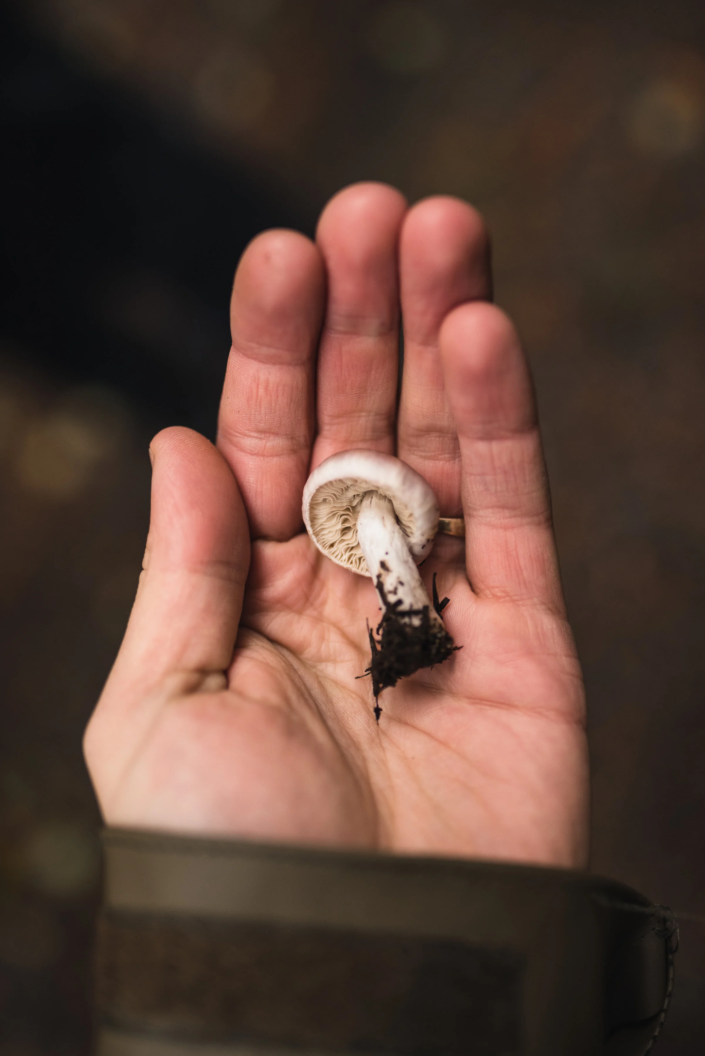 Inocybe geophylla var. lilacina