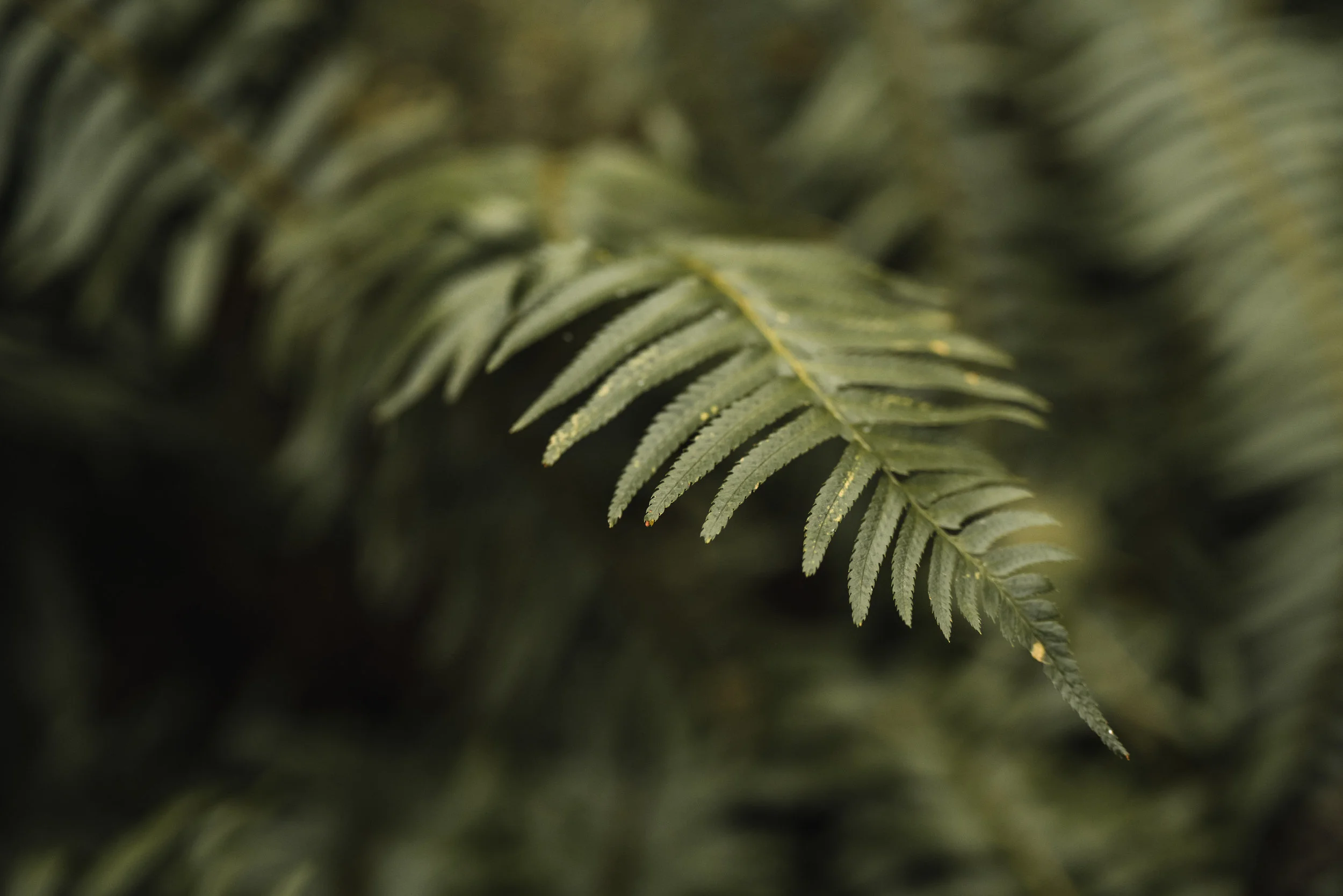 Green fern