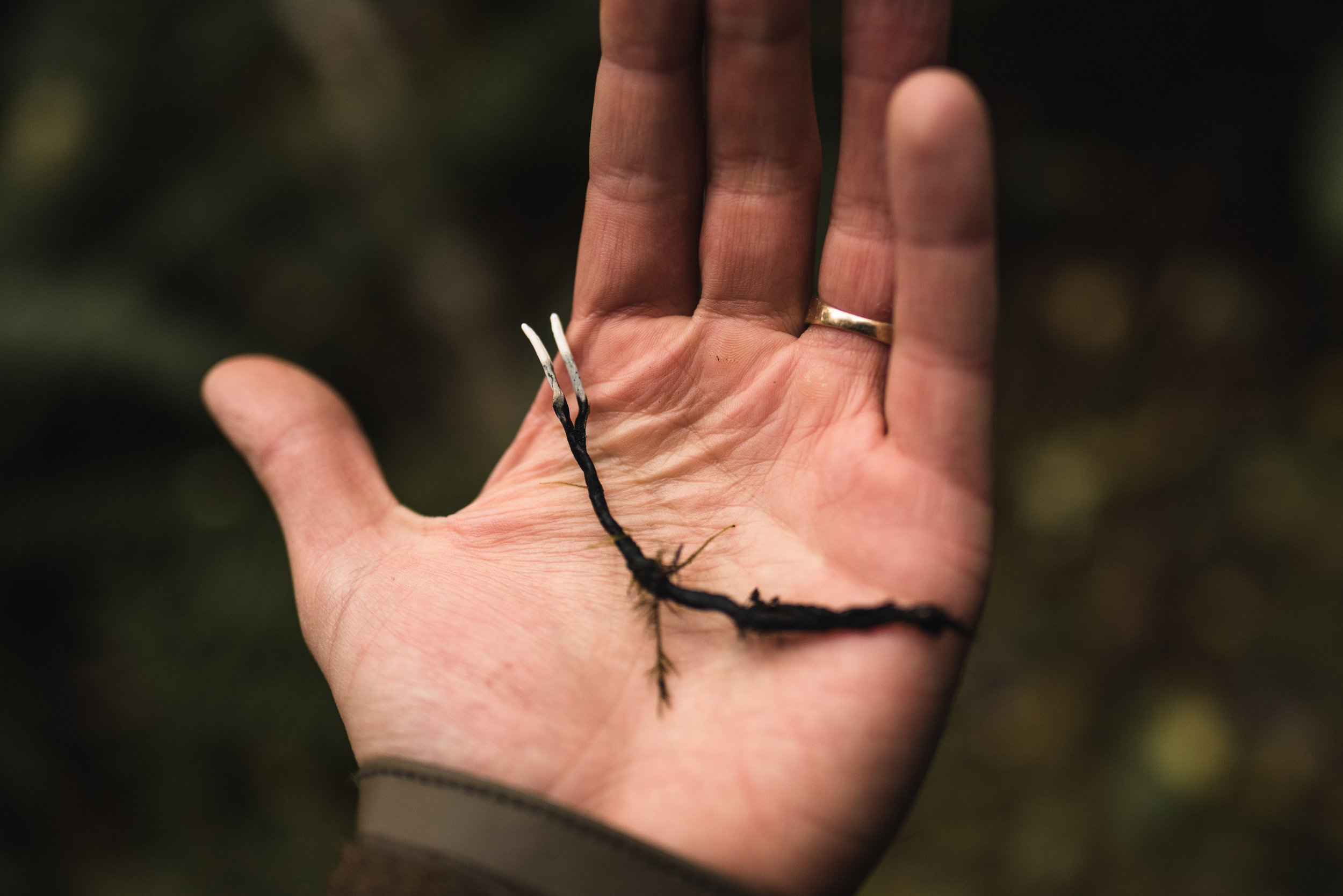 Xylaria hypoxylon