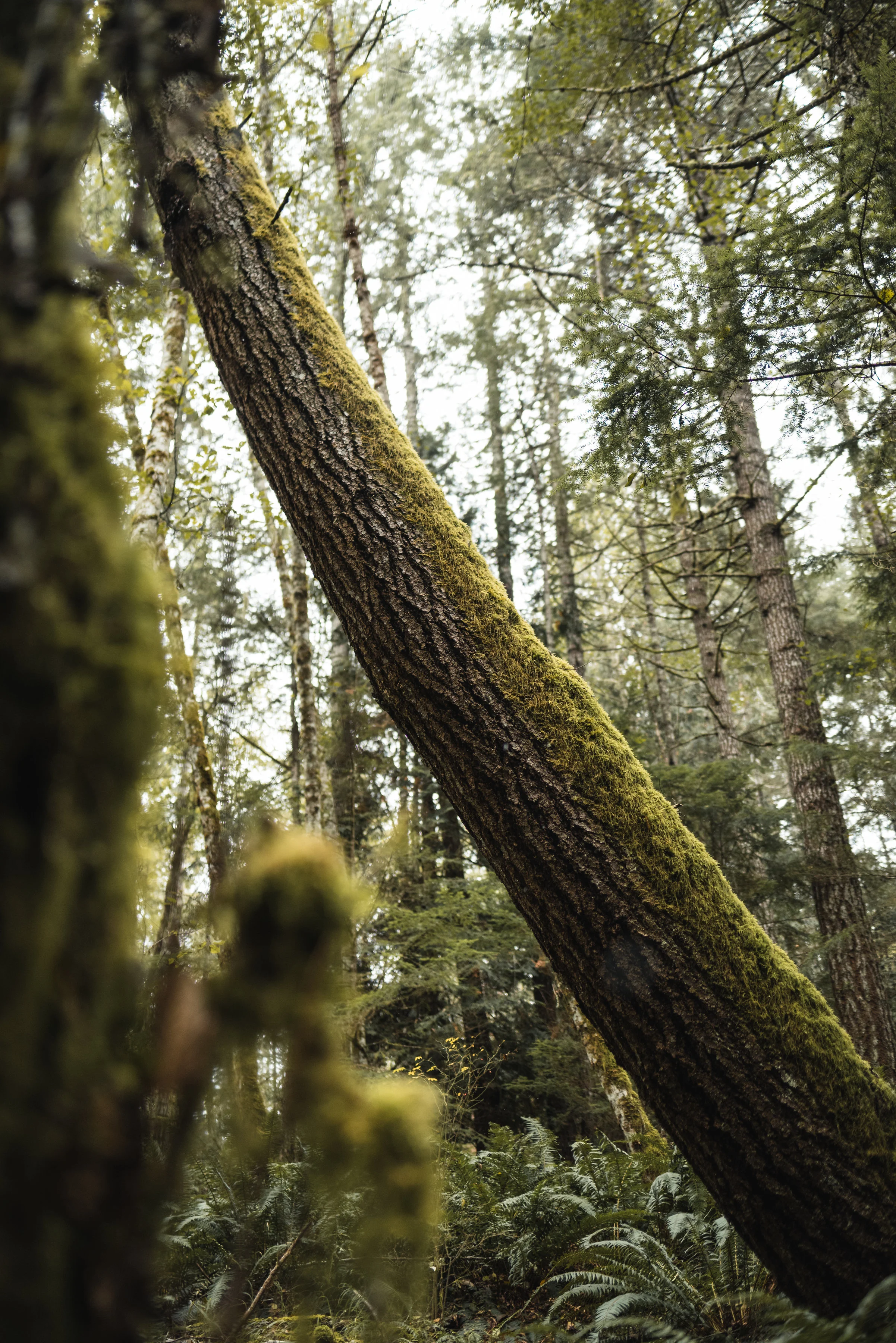 Large tree in forest