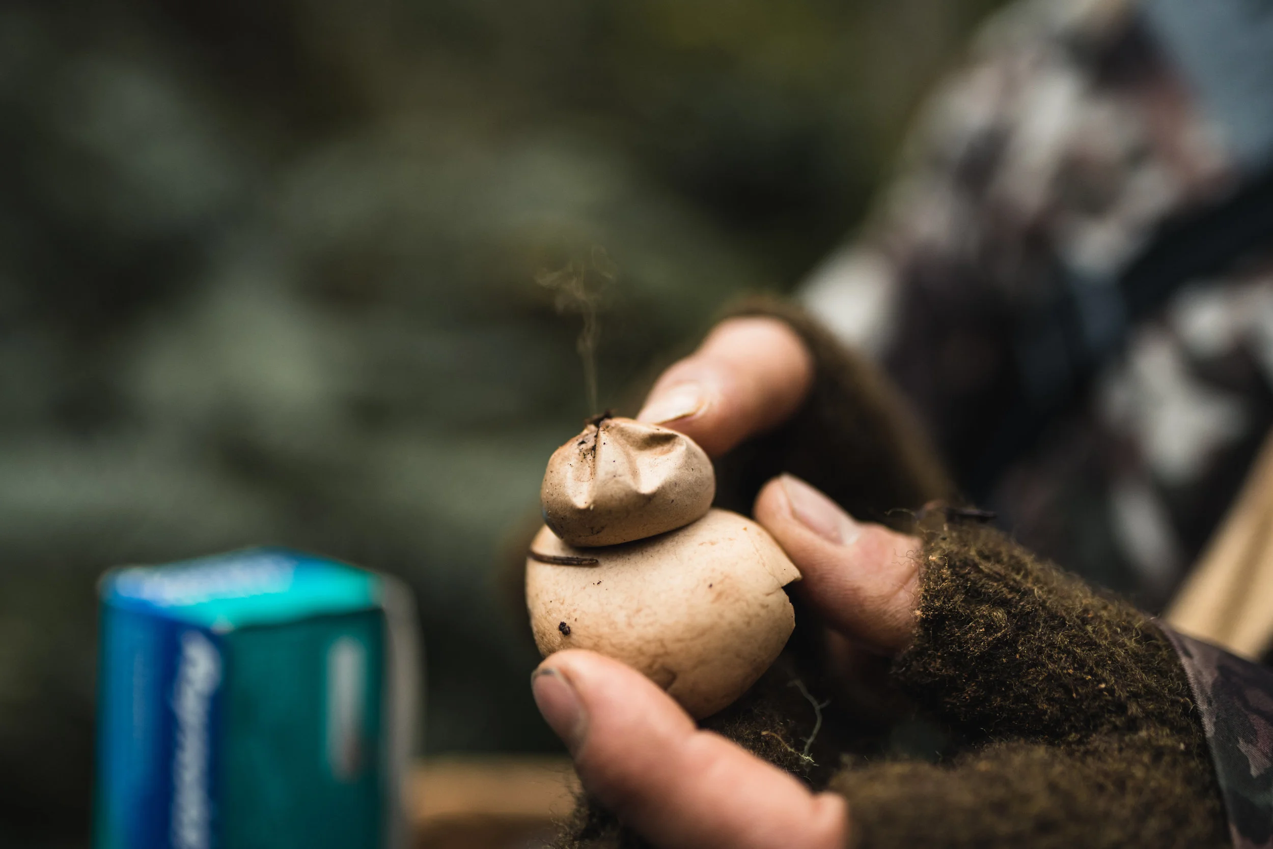 Geastrum saccatum releasing spores
