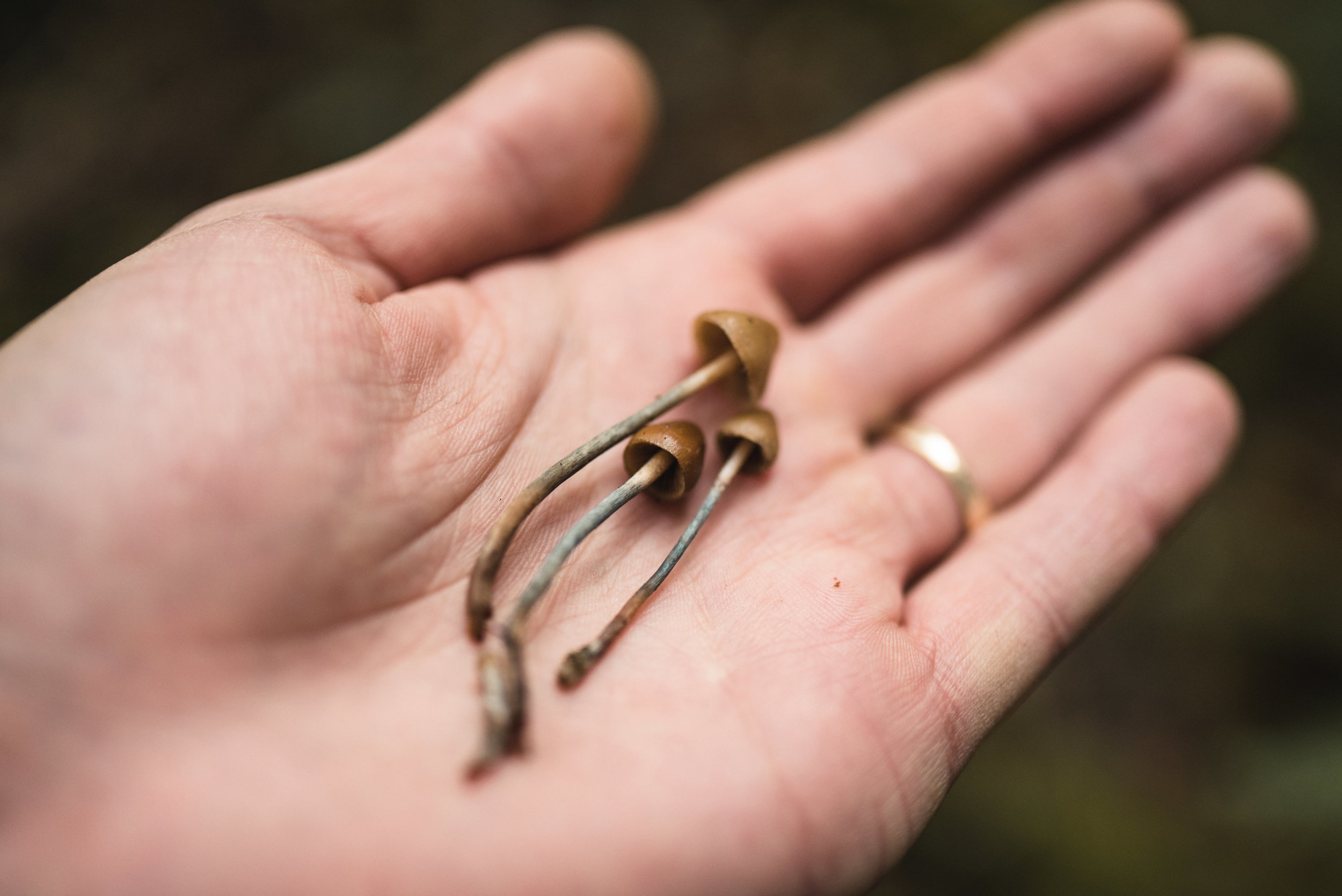 Psilocybe pelliculosa (Conifer Psilocybe)