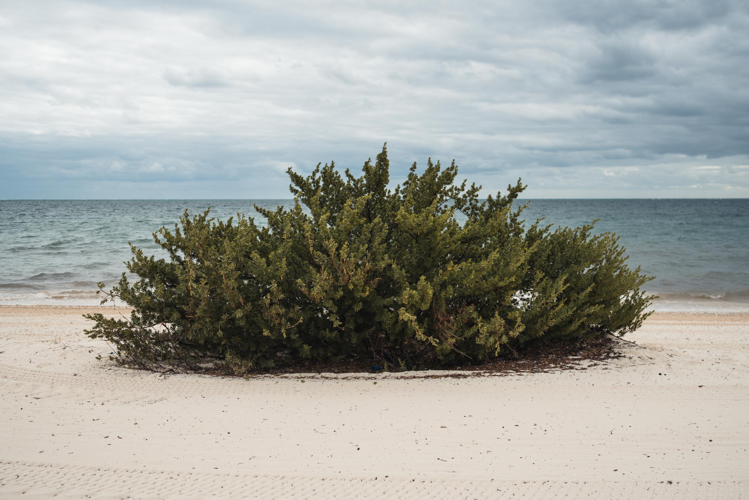 Beach plant