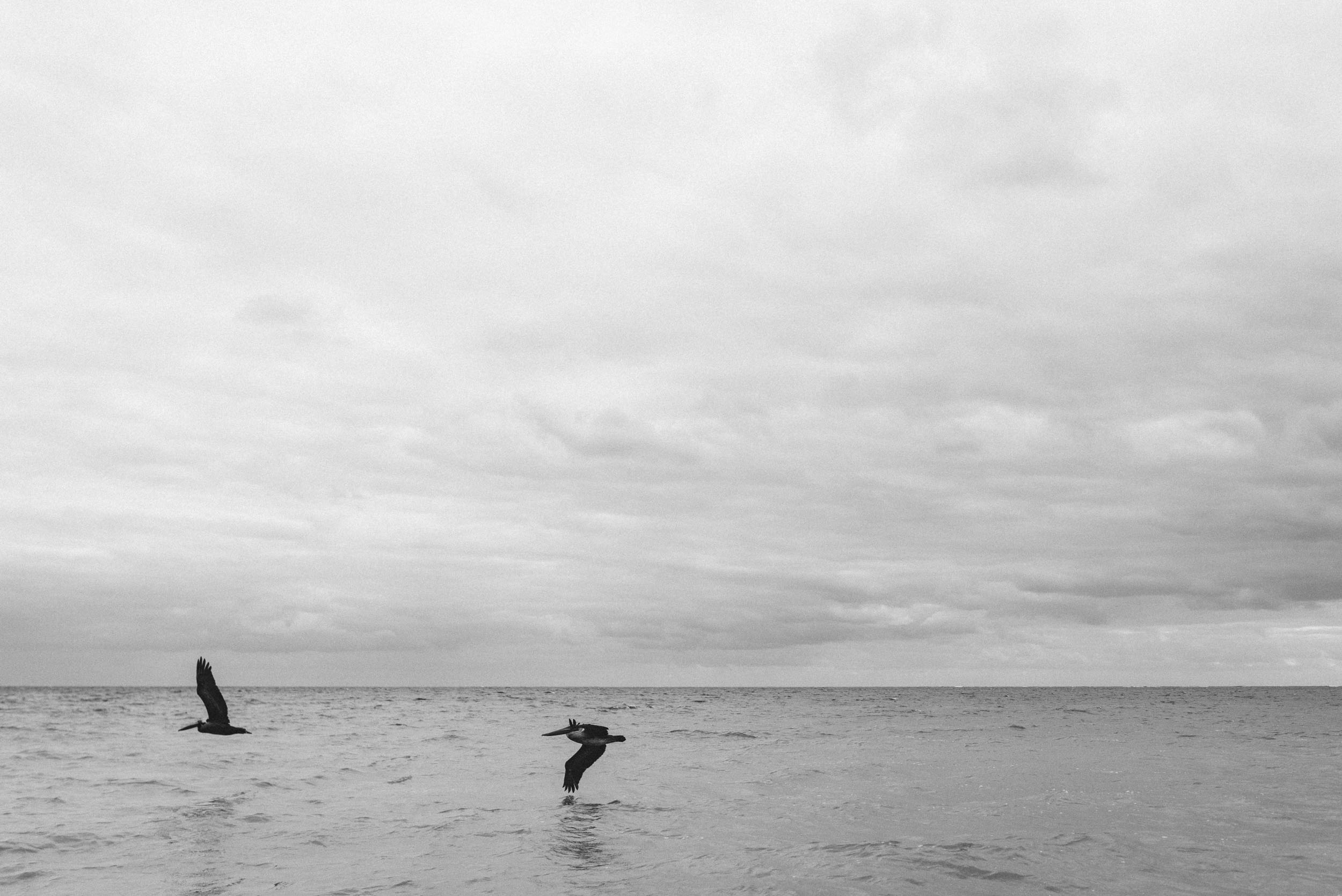 Pelicans flying over ocean