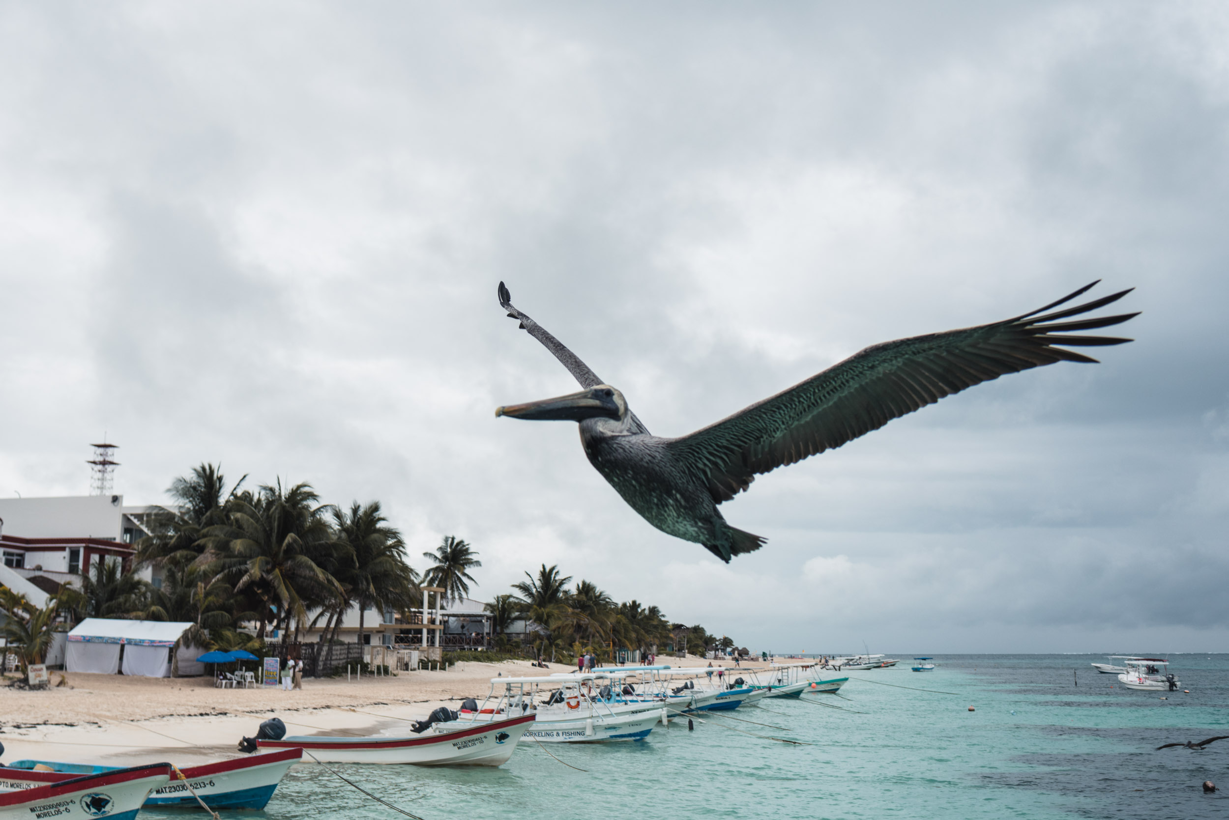 Flying pelican