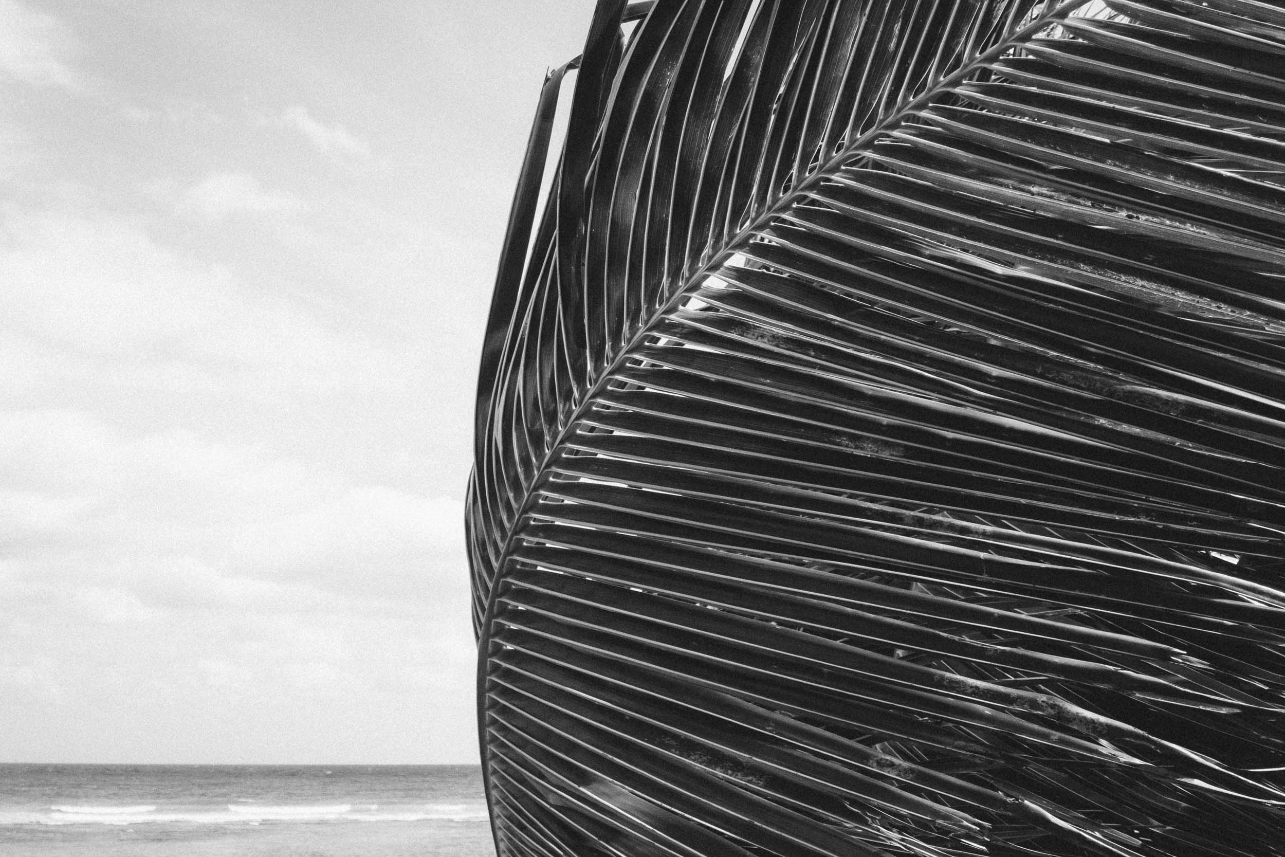 Black and white palm leaf