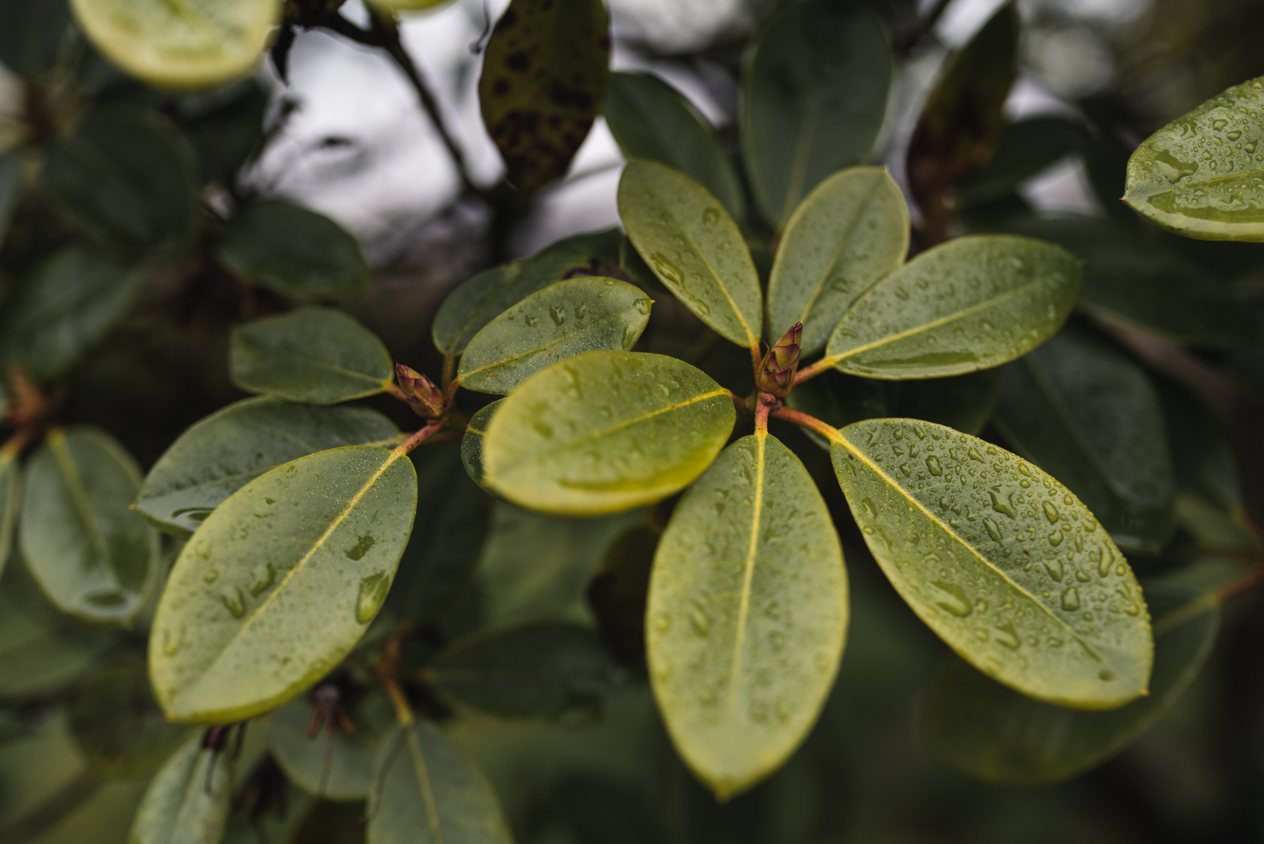 Plants