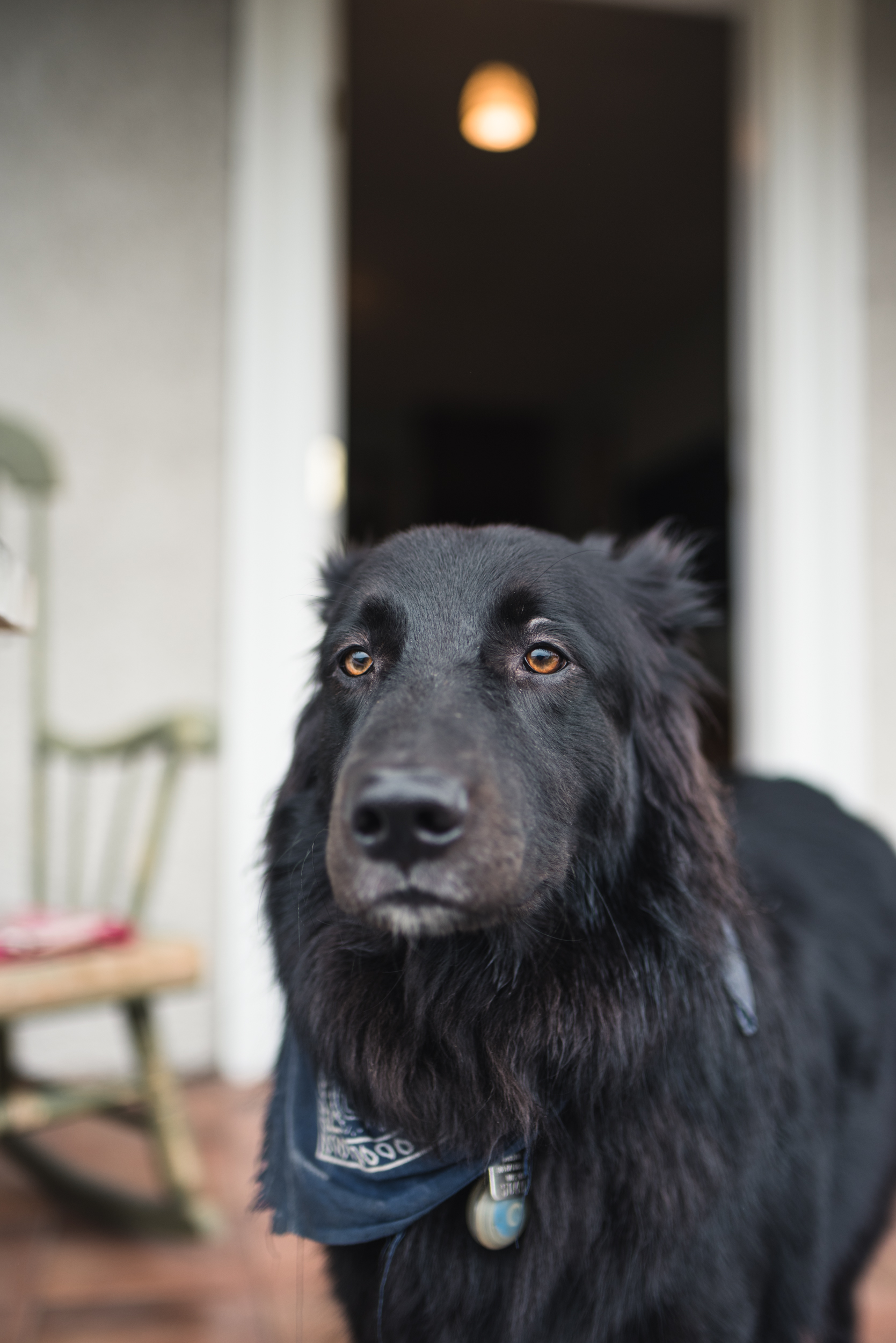 Black dog