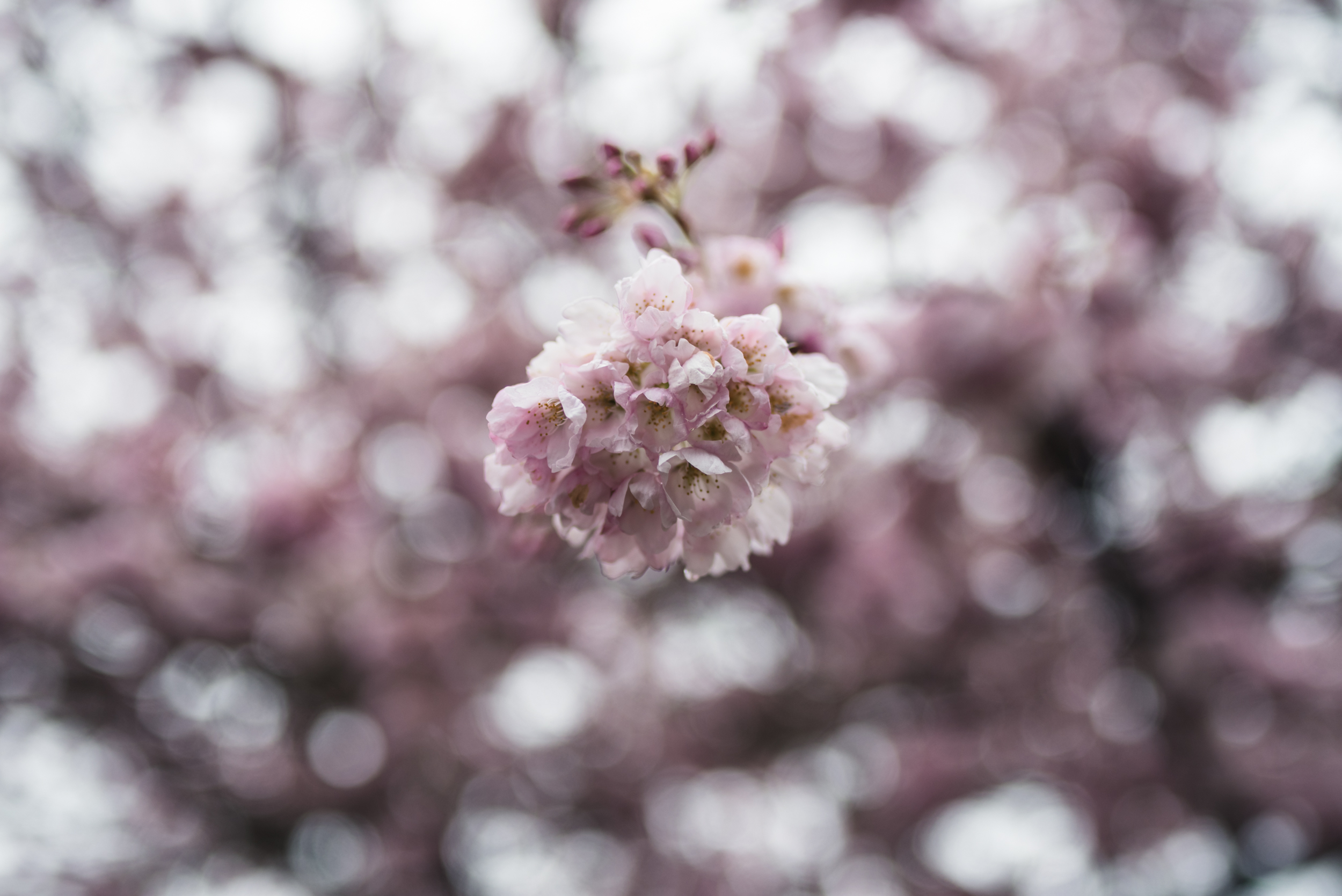 Cherry blossom