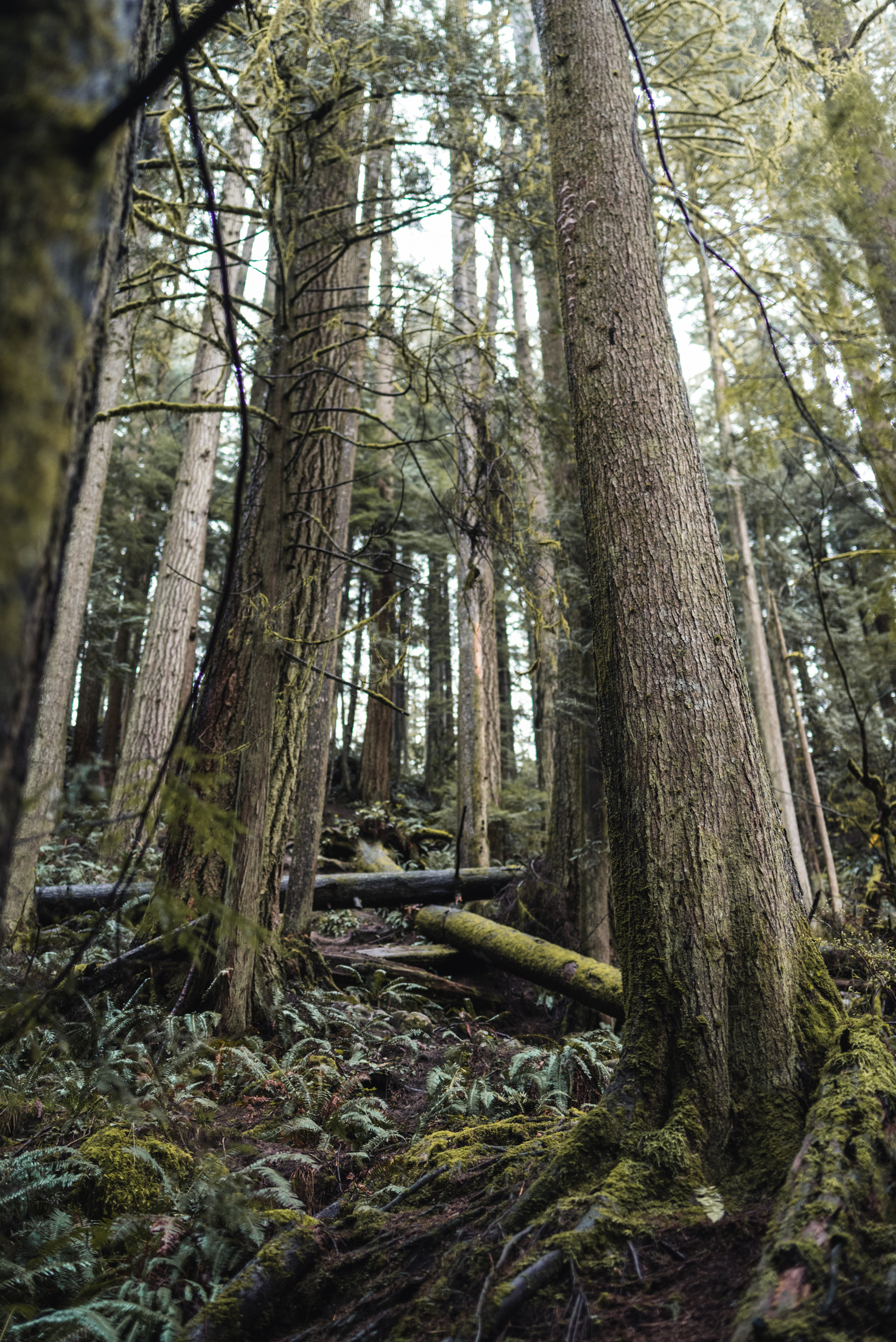 Tall trees in forest