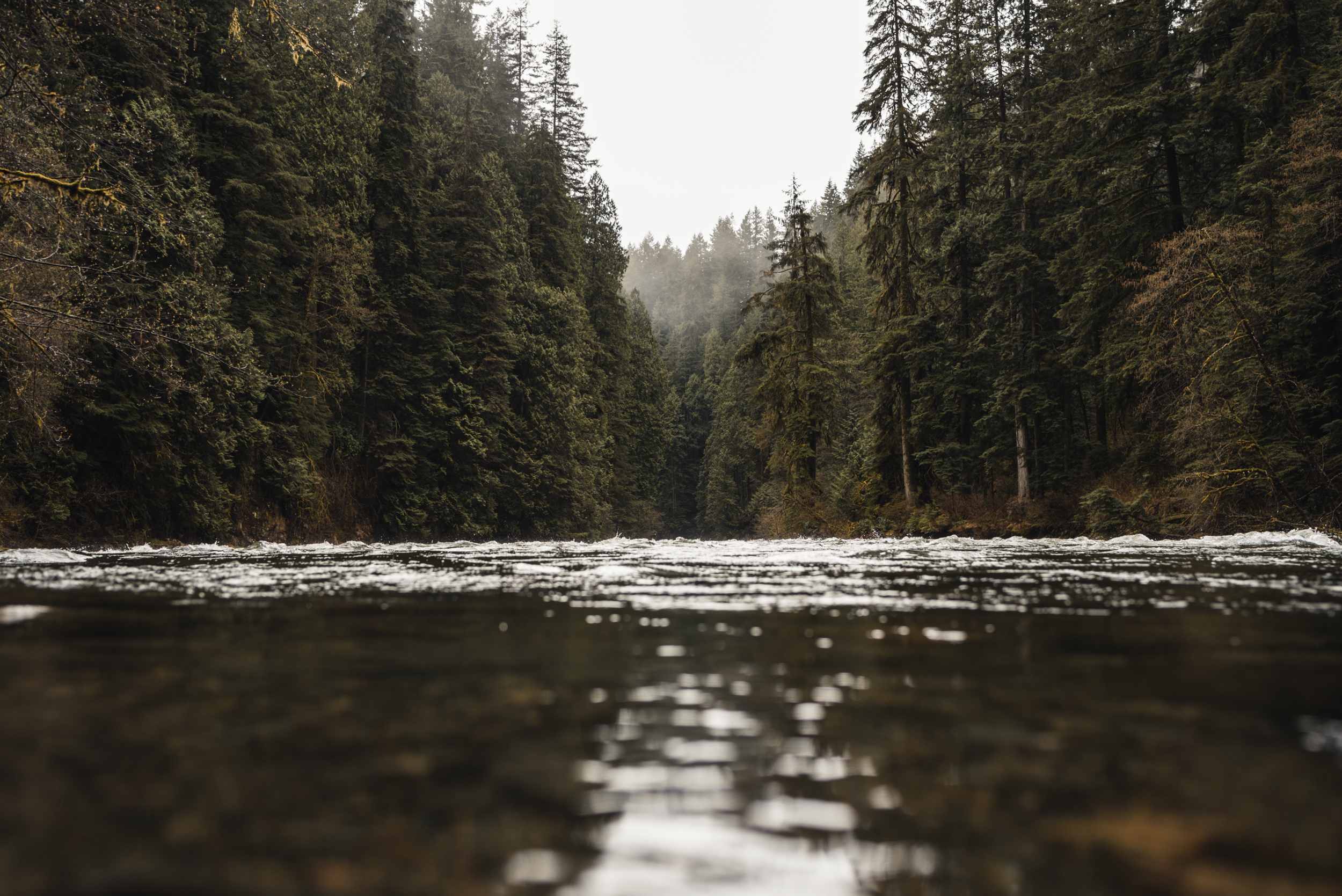 River and trees