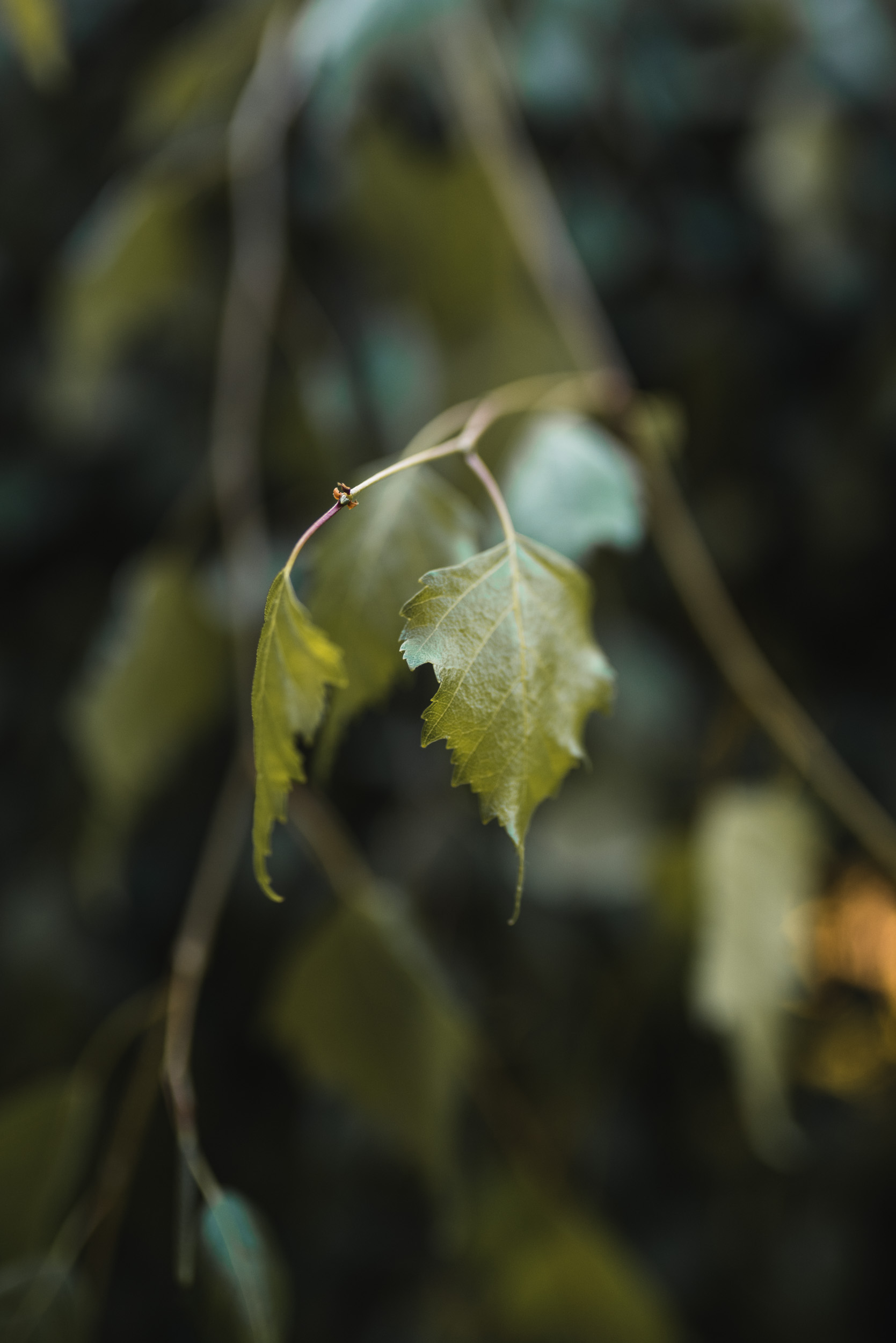 Leaf in garden