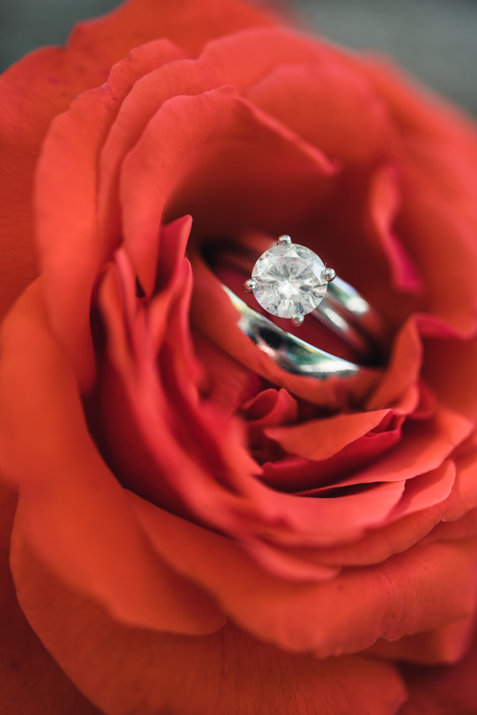 Wedding rings in red rose