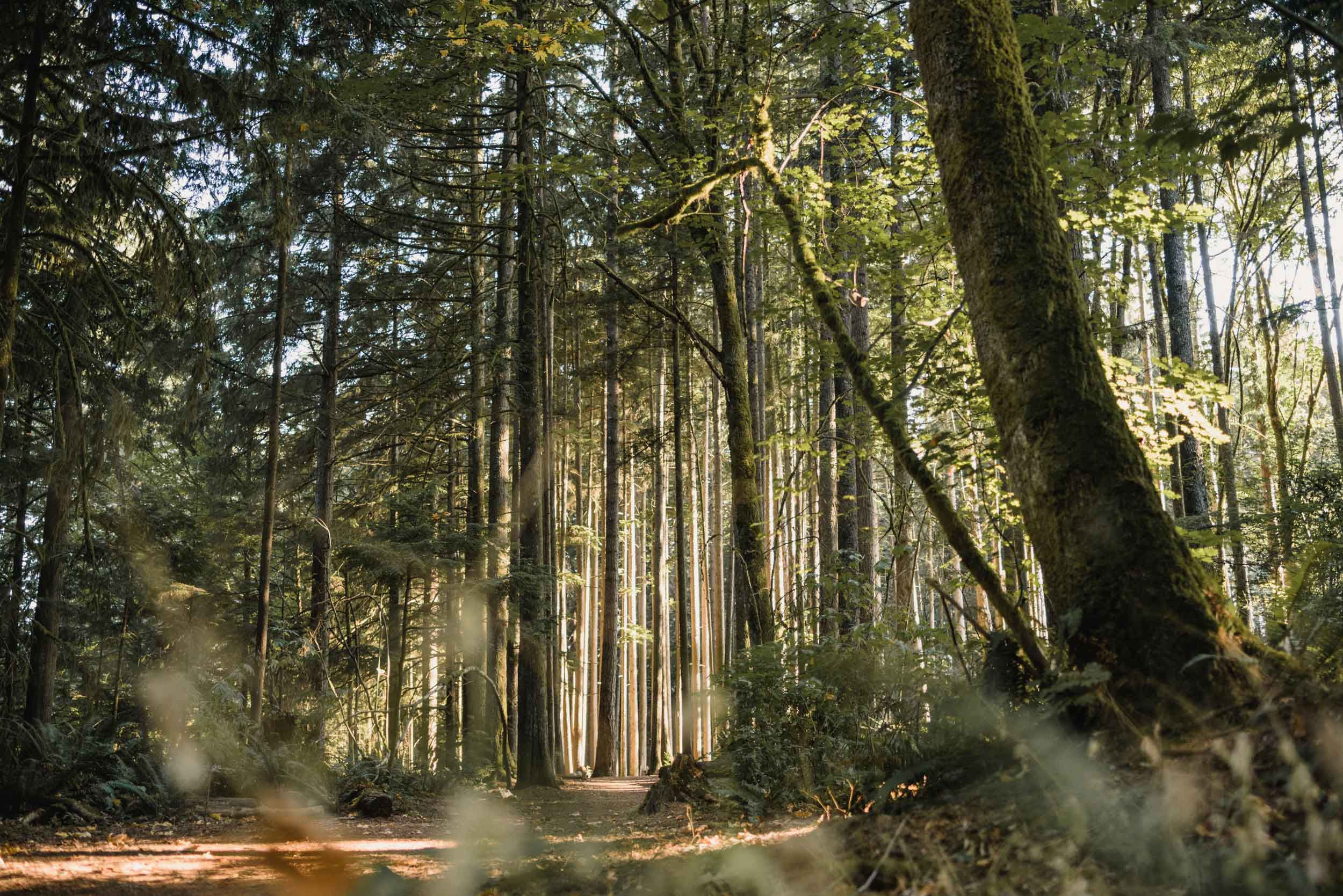 Mystic forest trail