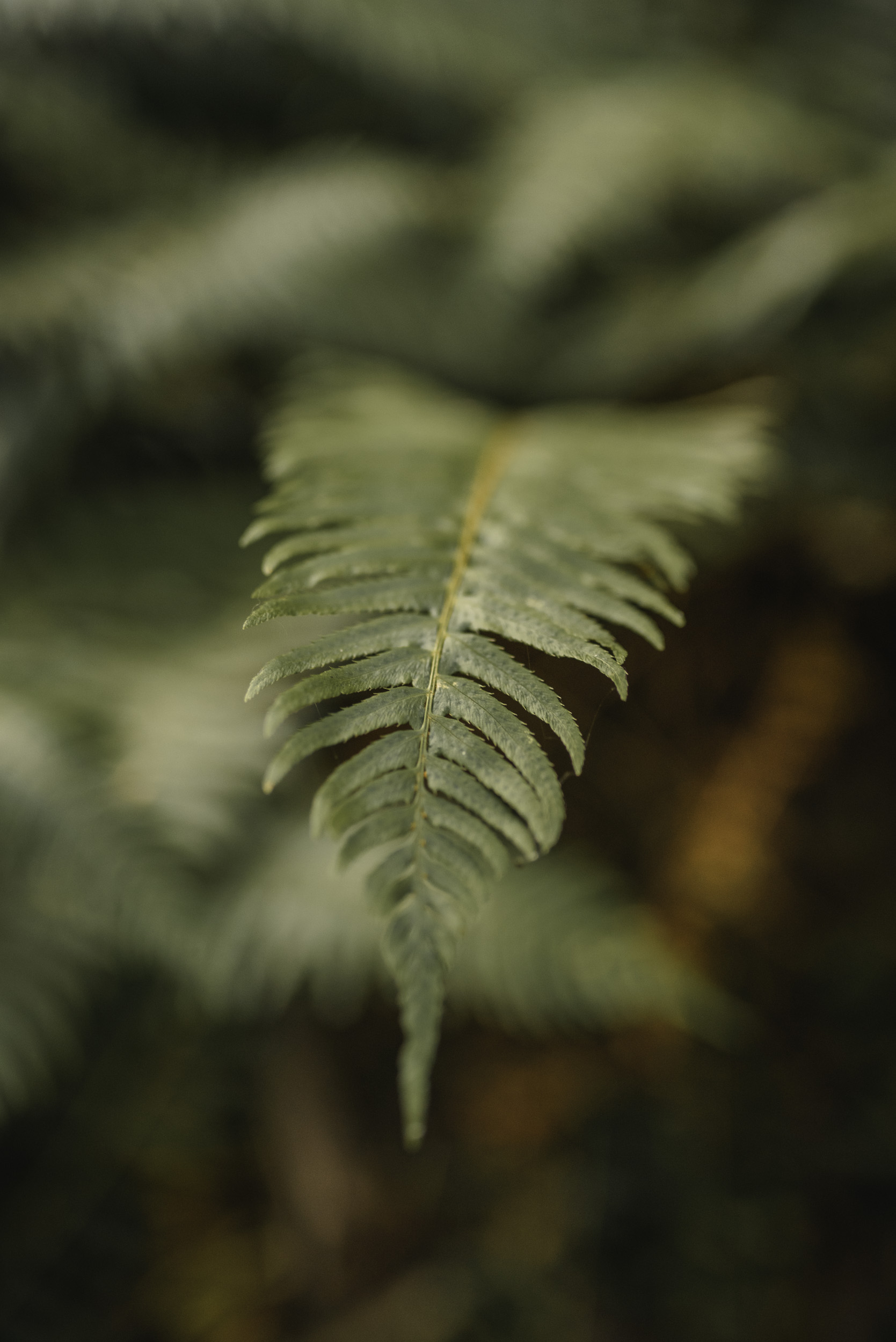 Fern frond on forest floor