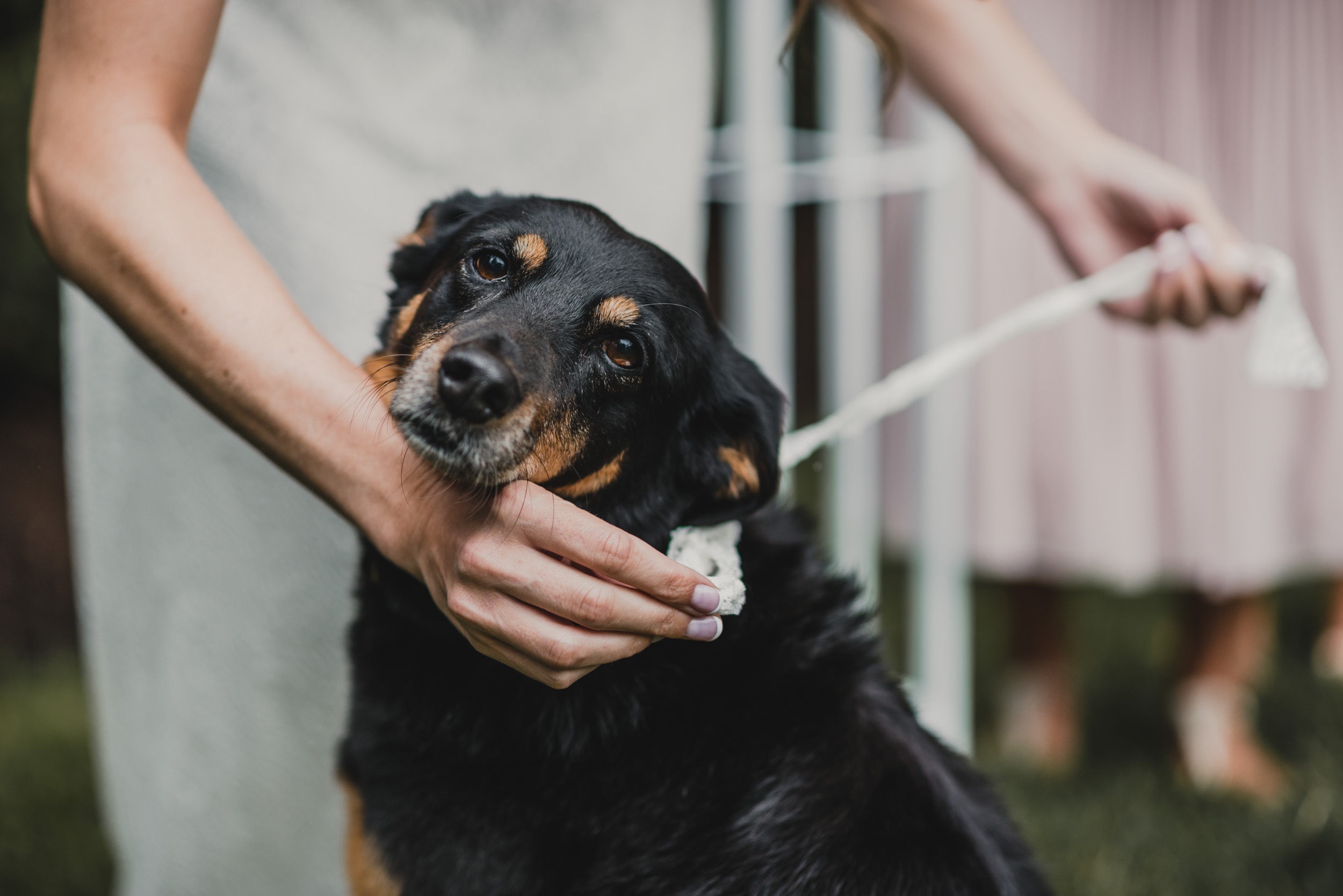 Family dog brings ring to Bride and Groom