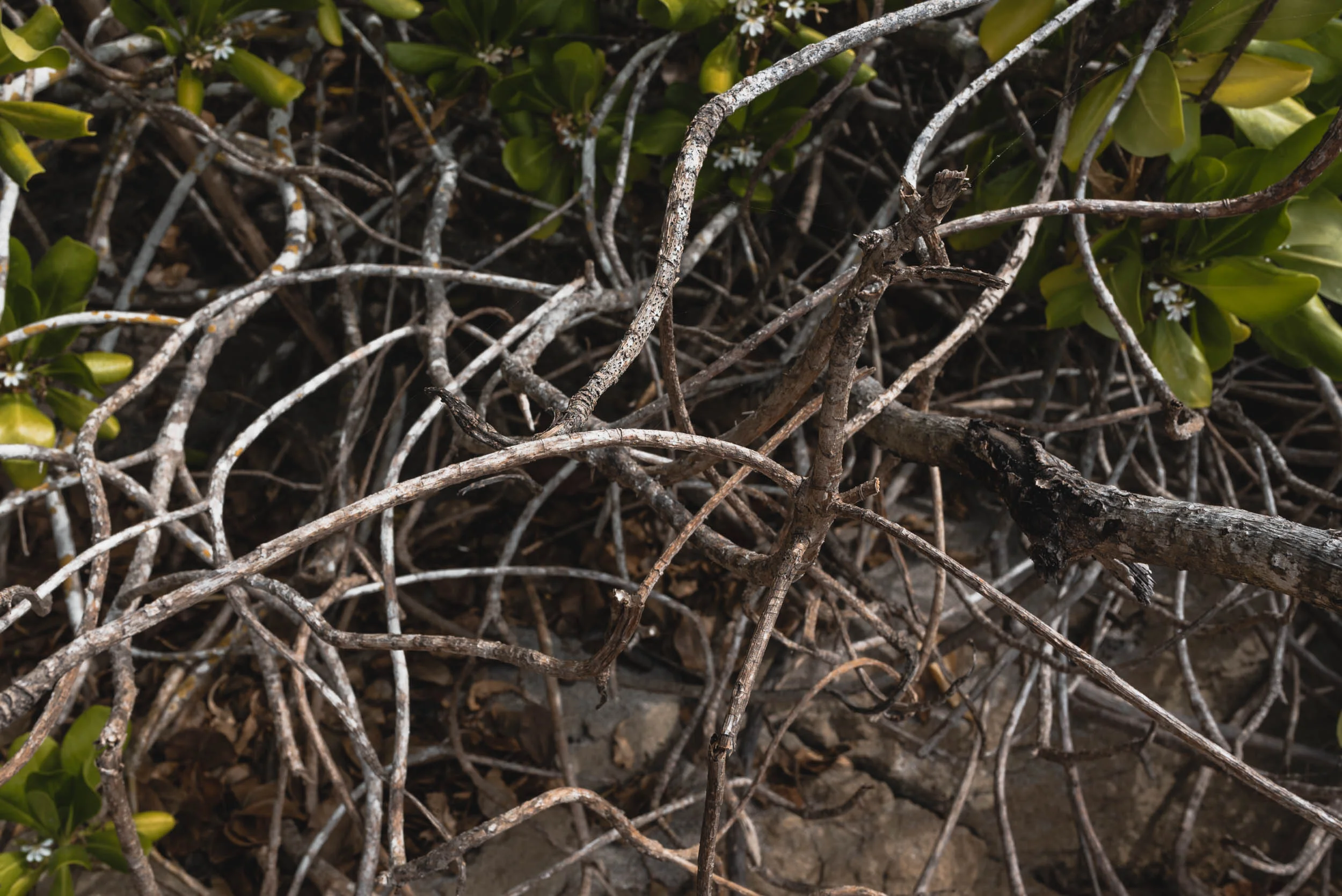 Beach shrubbery