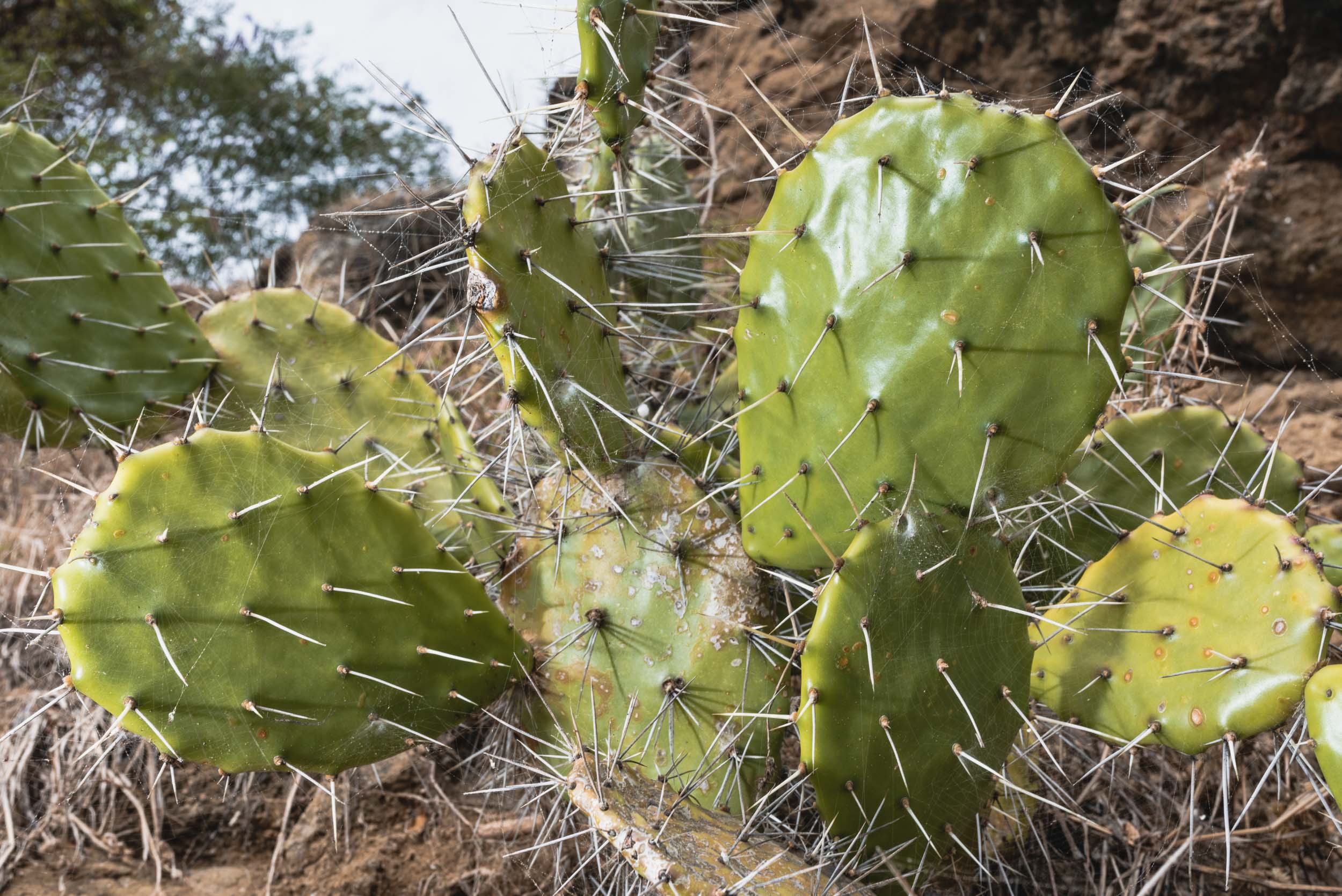 Beach cactus