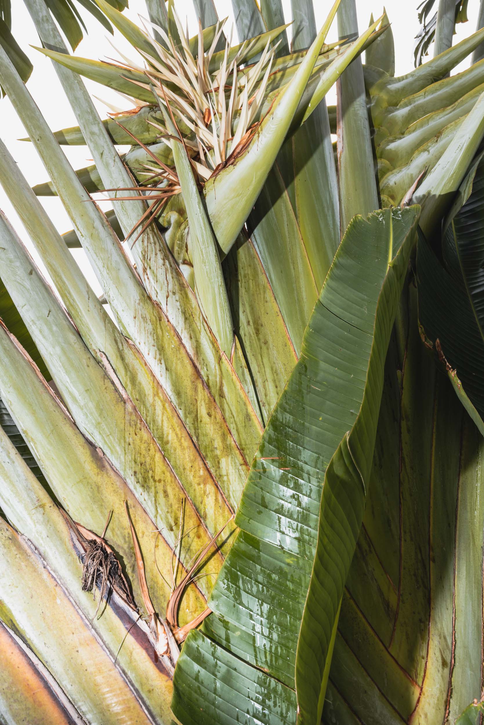 Bird of paradise plant