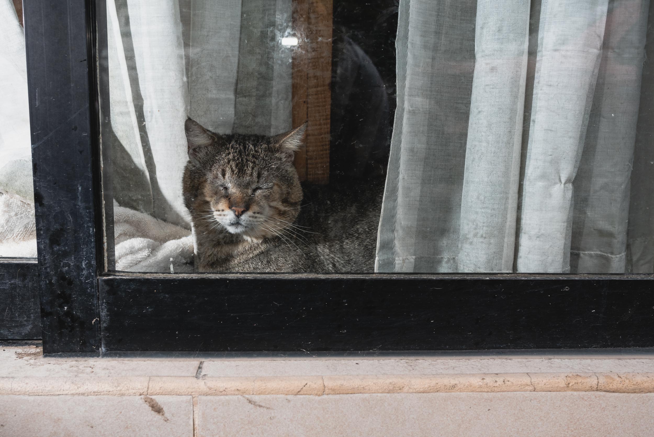 Puerto Vallarta cat in window